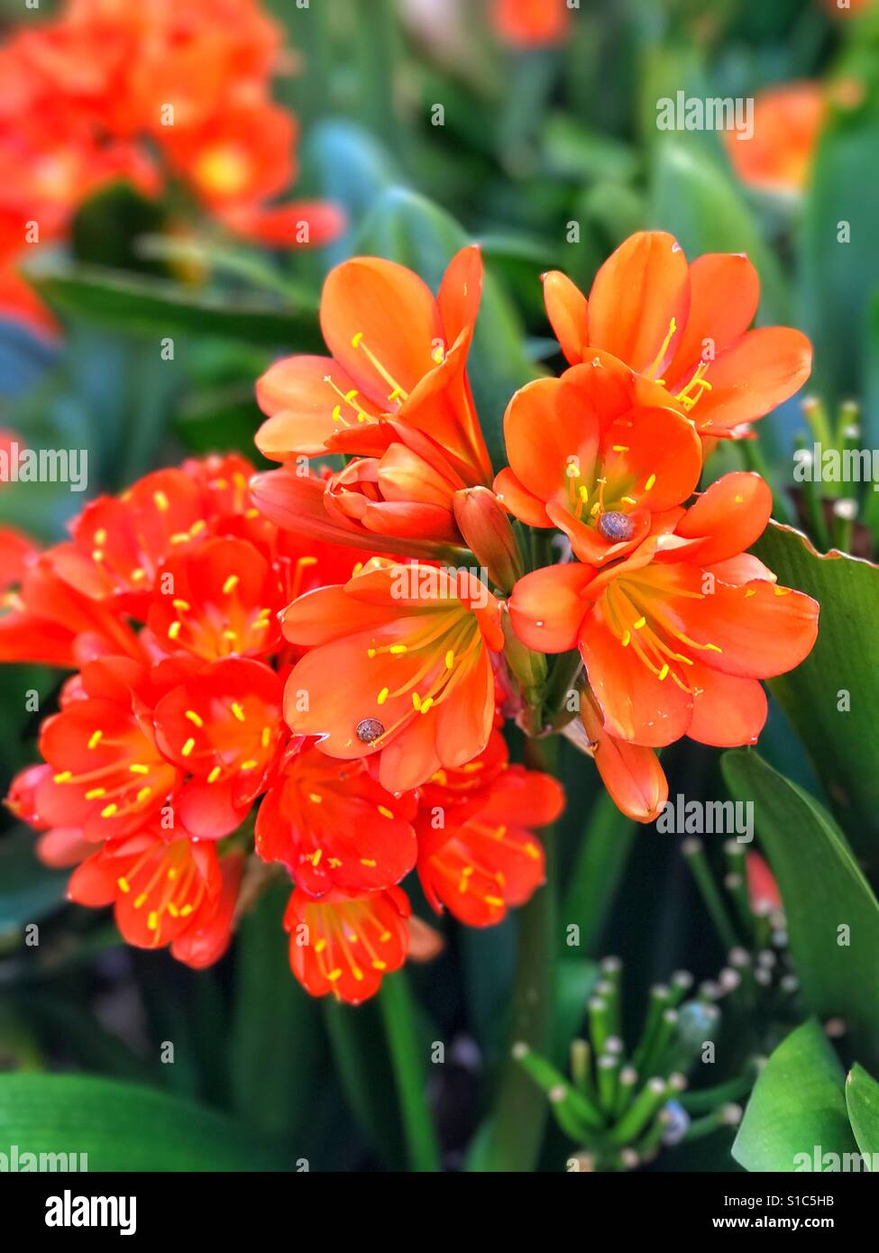 Clivia fiorisce in arancione brillante. Foto Stock