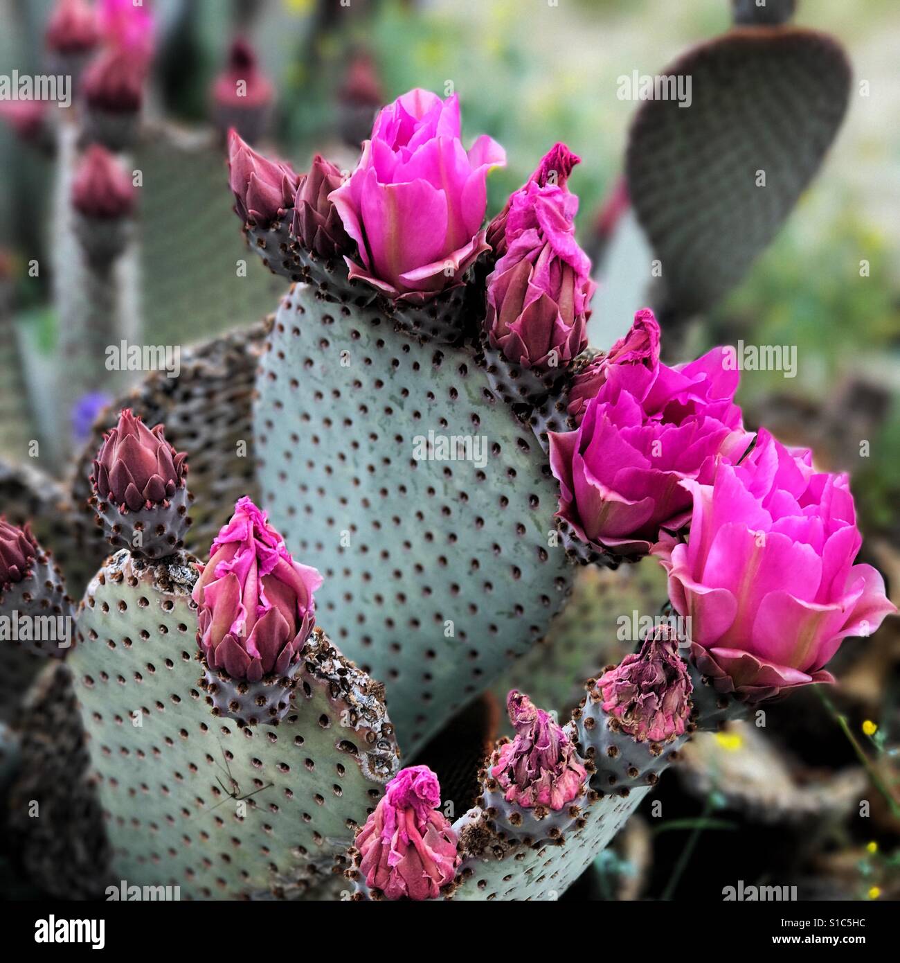 Desert Cactus in fiore. Foto Stock