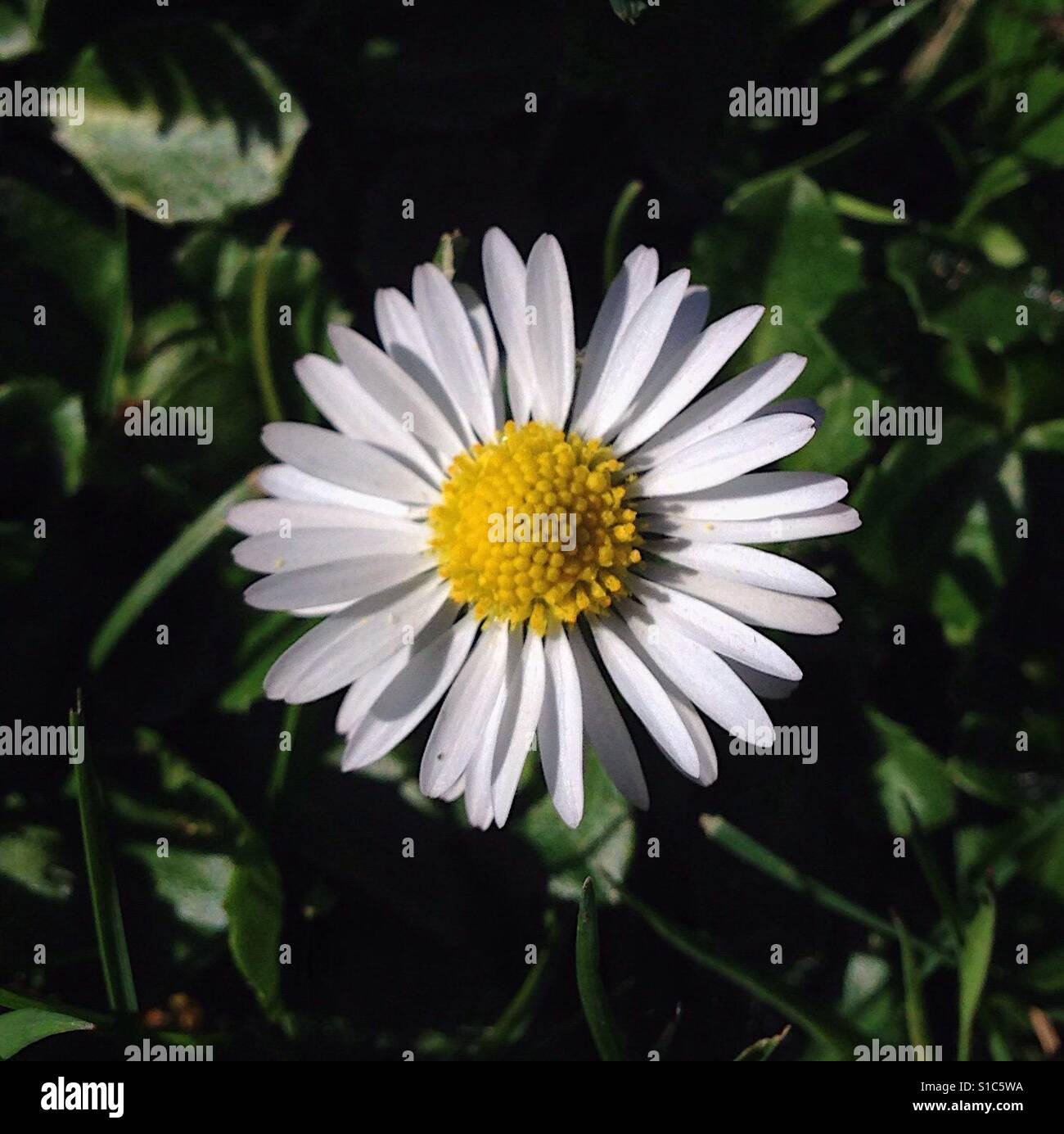 Daisy al sole, all'inizio della primavera - Immagine stock catturata con smartphone