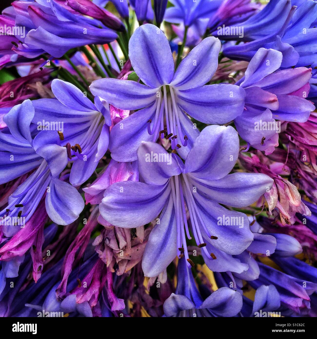 Agapanthus in fiore. Foto Stock