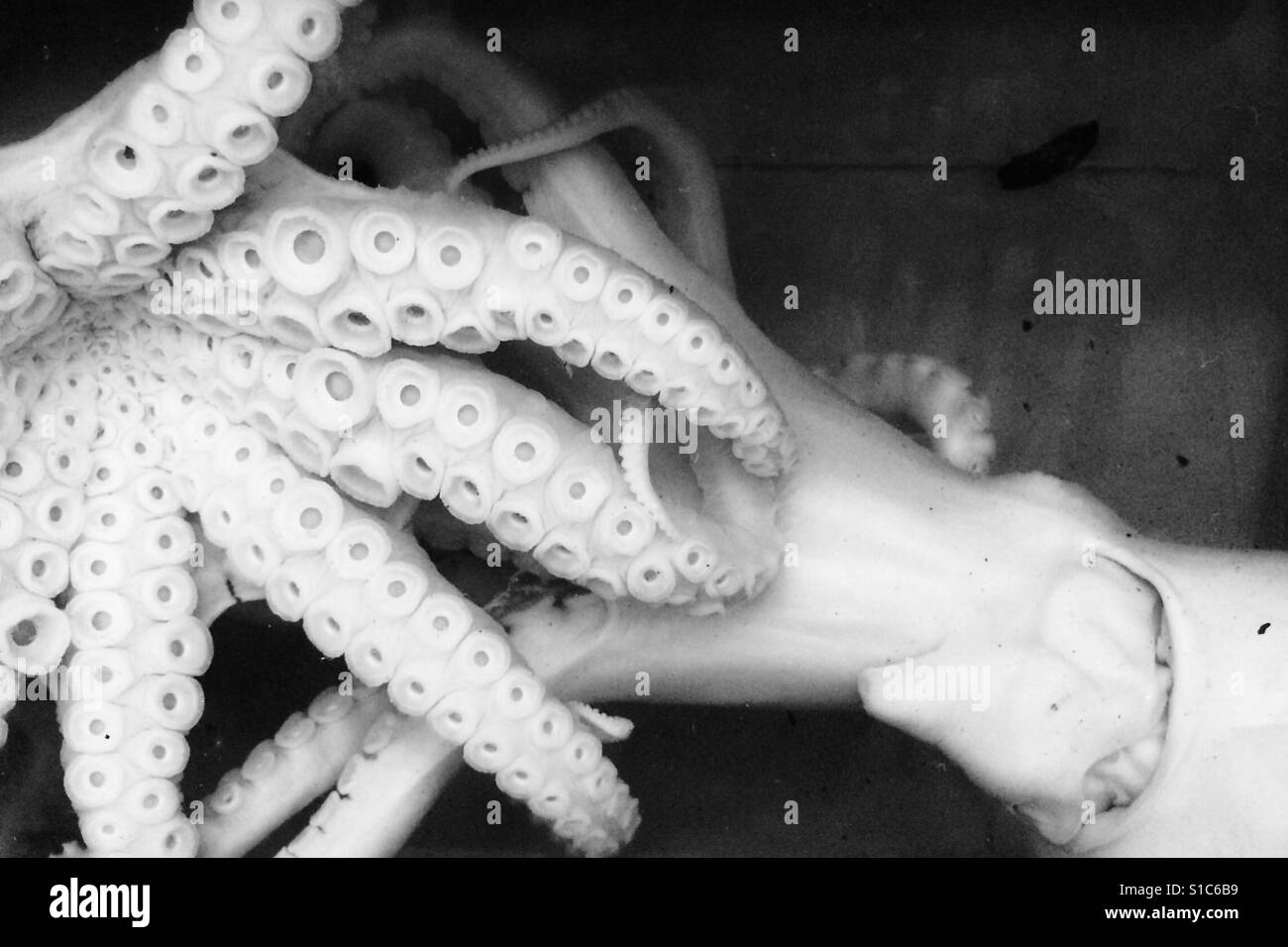 Polpo Foto e Immagini Stock in Bianco e Nero - Alamy