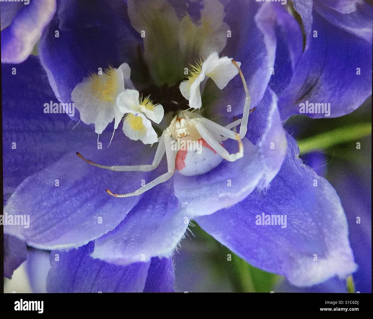 Il ragno granchio su un delphinium - Immagine stock catturata con smartphone