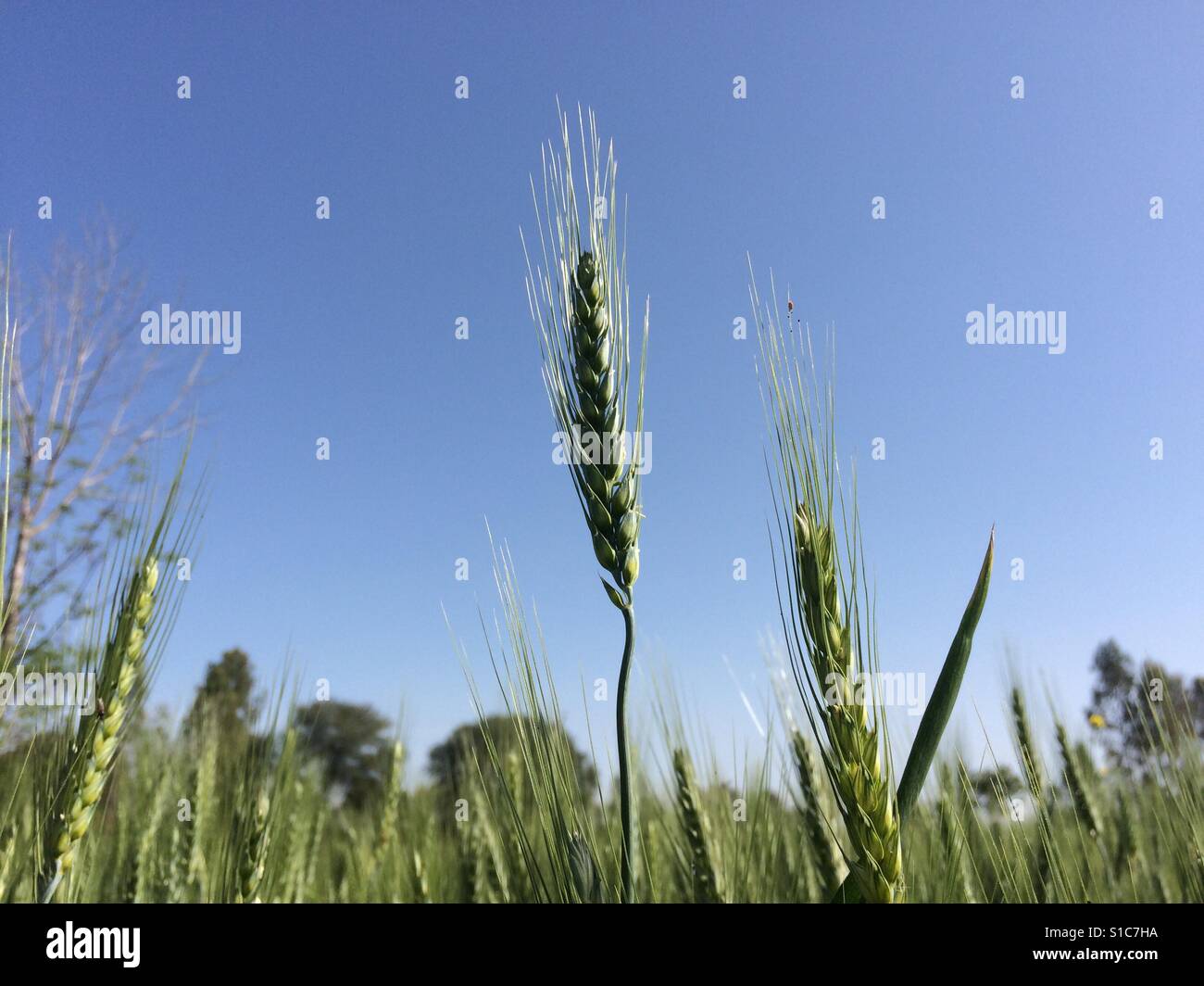 Campo di grano le piante di frumento si accendono il loro ultimo stadio presto growthing piante ben Foto Stock