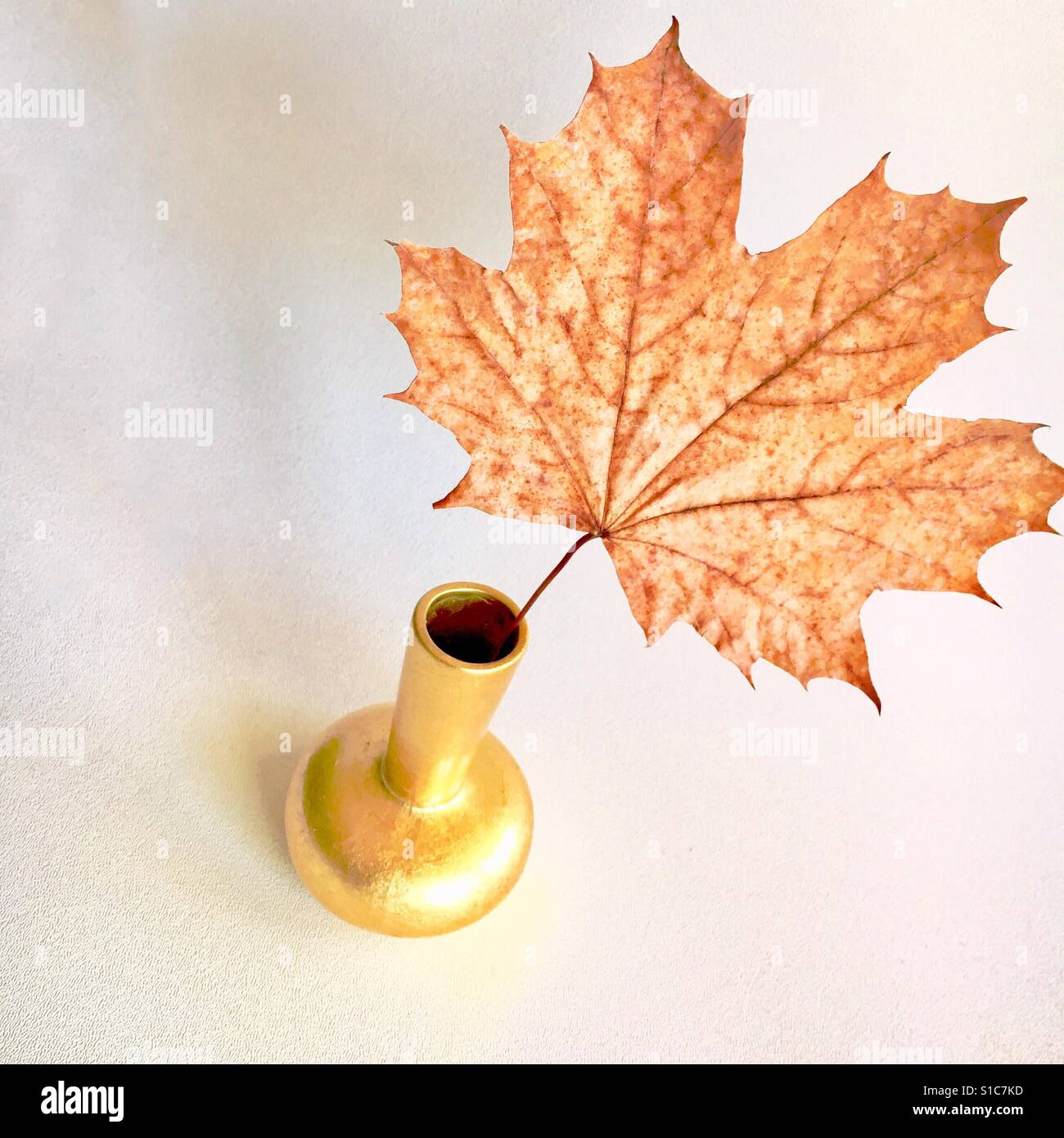 Foglia di acero in vaso d'oro - Immagine stock catturata con smartphone