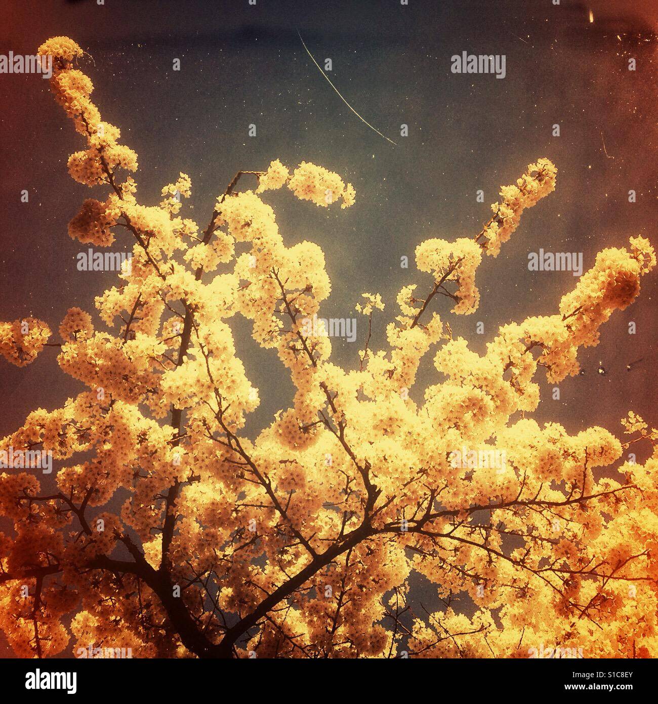 Blossom - Immagine stock catturata con smartphone