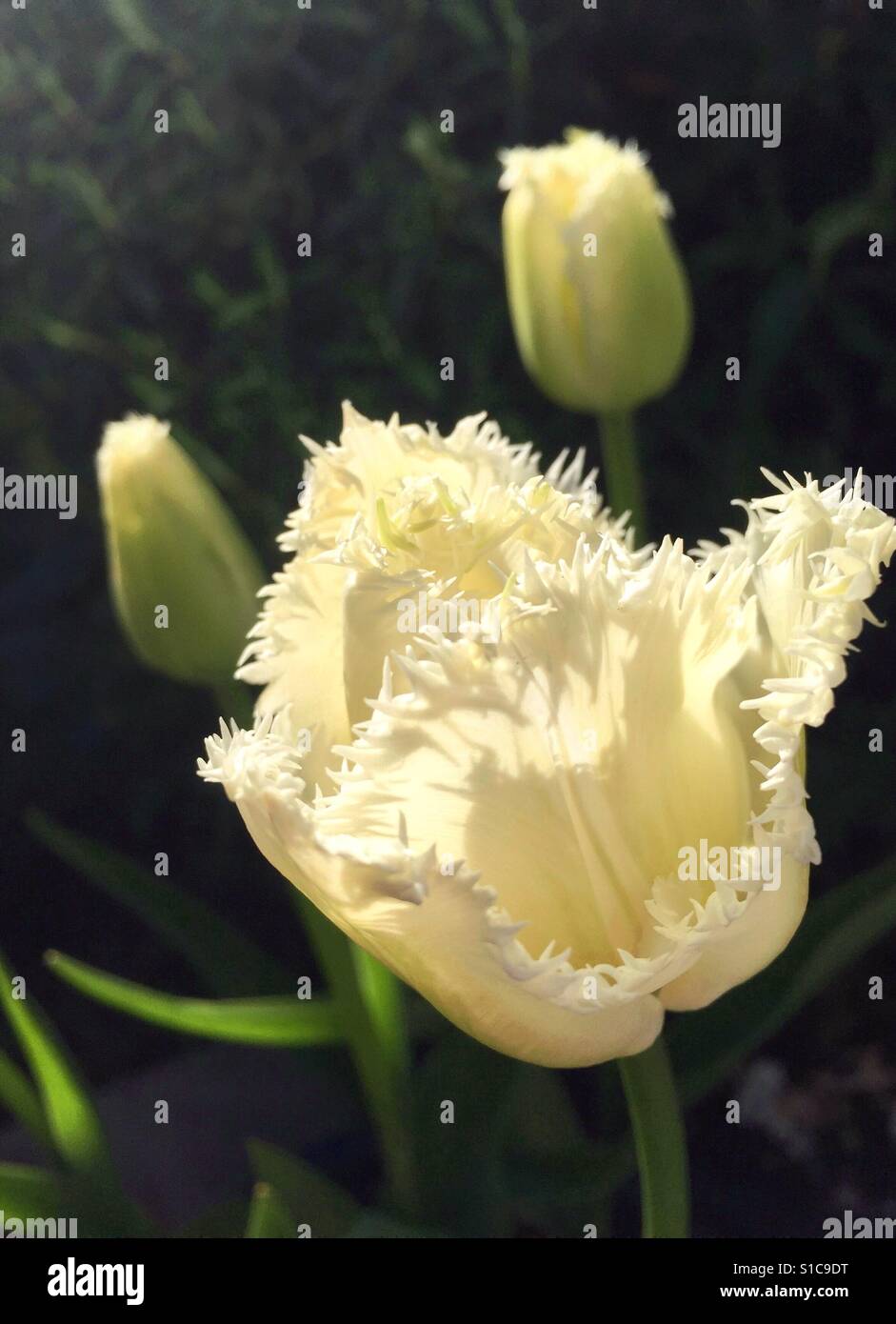 Frilly White Tulip Foto Stock