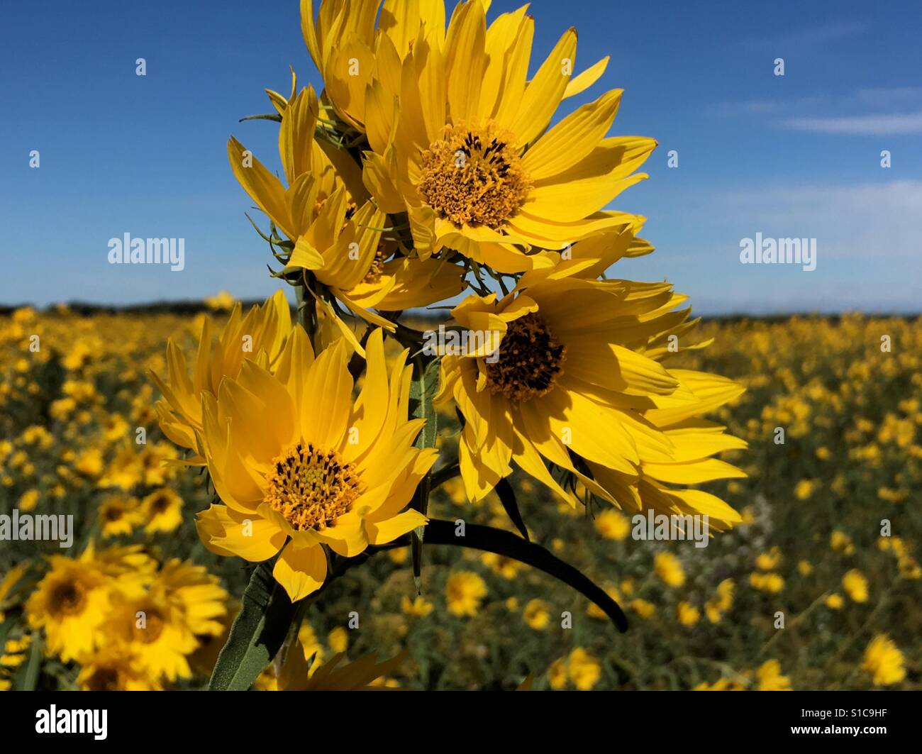 Campo di fiori di colore giallo - Immagine stock catturata con smartphone