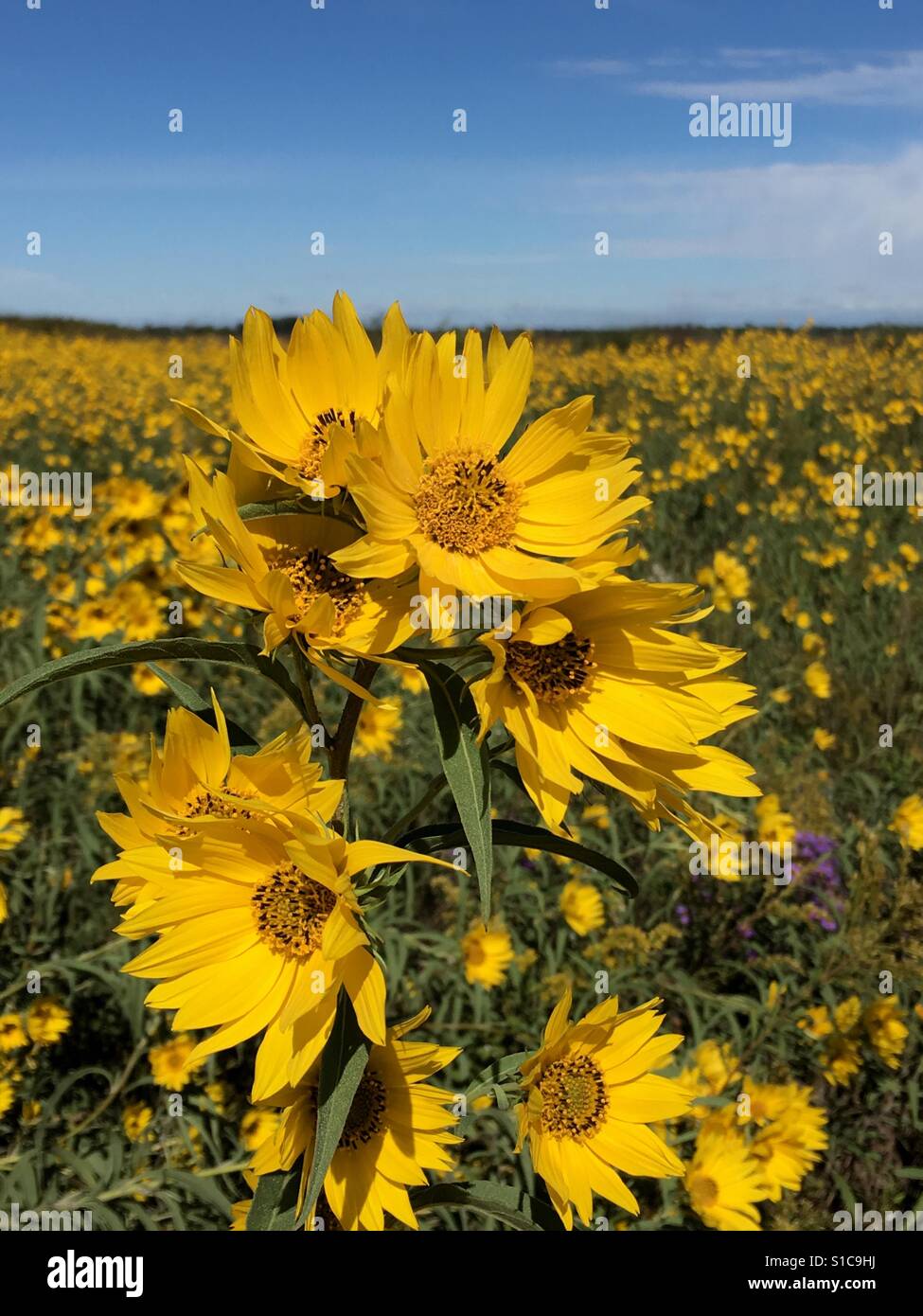 Campo di fiori di colore giallo - Immagine stock catturata con smartphone