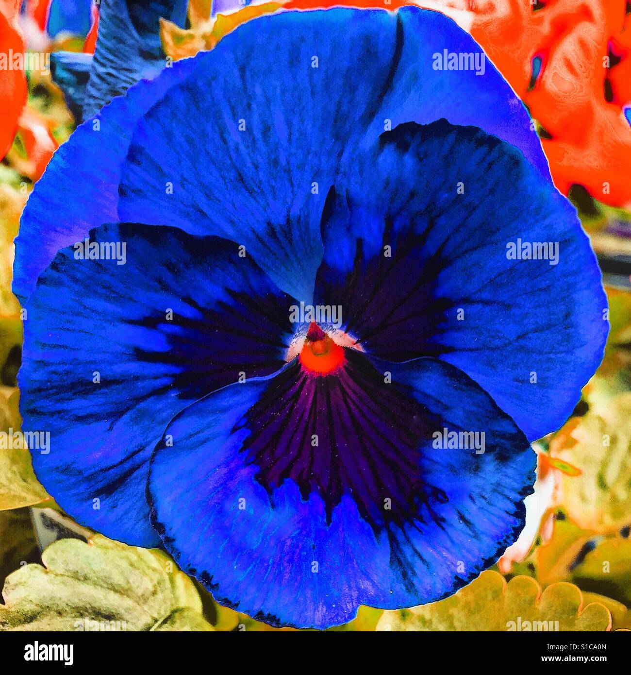 Fantastico Pansy blu Foto Stock