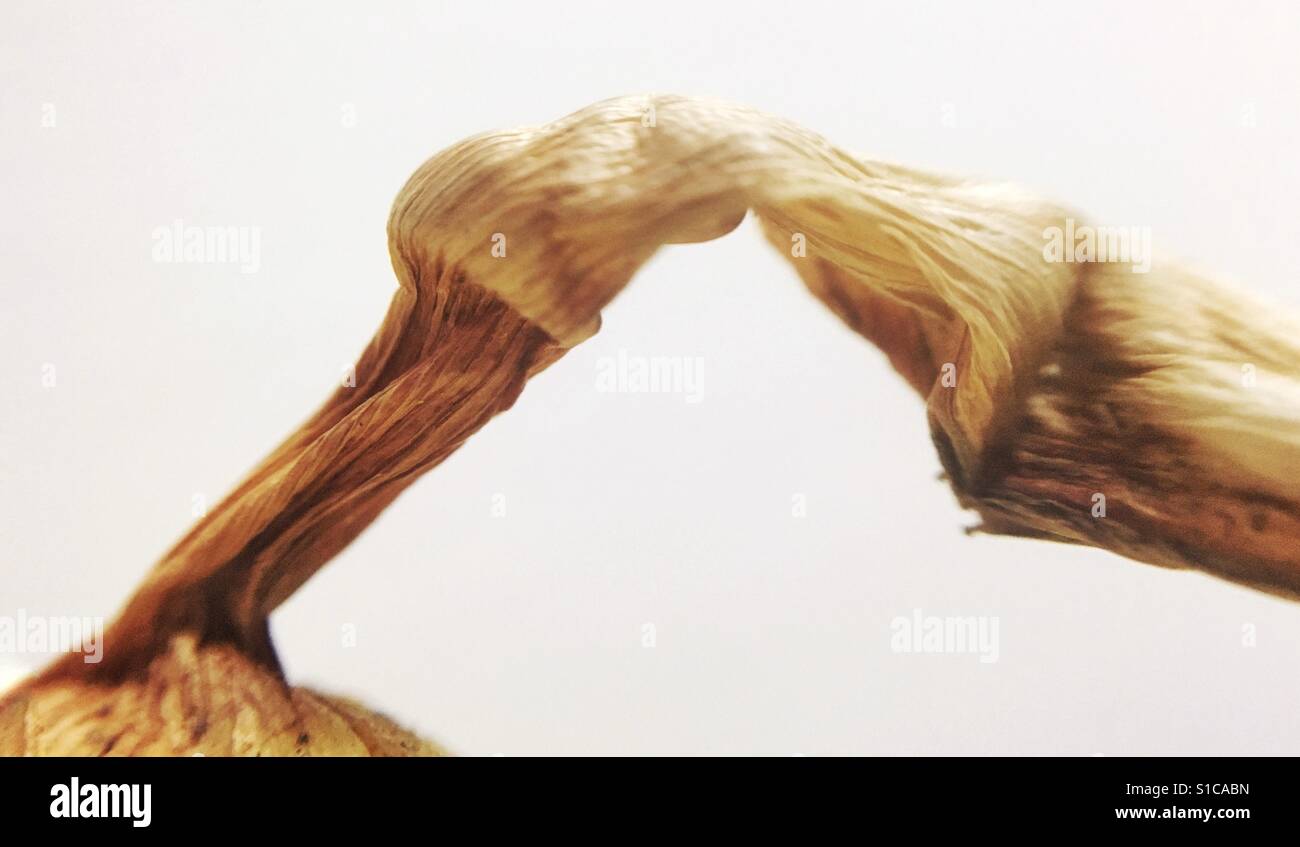 Close up abstract di cipolla top knot - Immagine stock catturata con smartphone