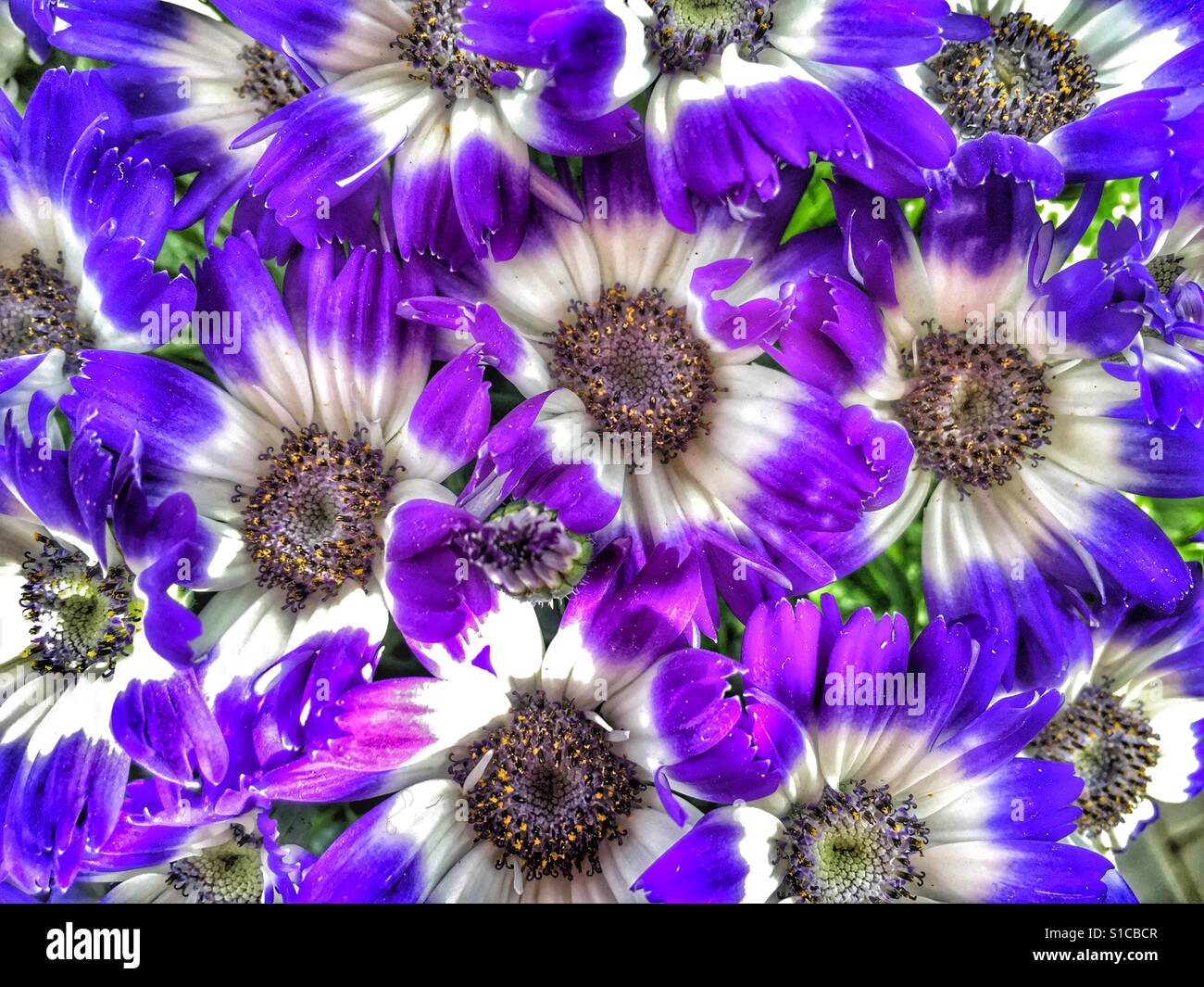 La vibrante viola e fiori bianchi. Cineraria "guerre stellari" - Immagine stock catturata con smartphone