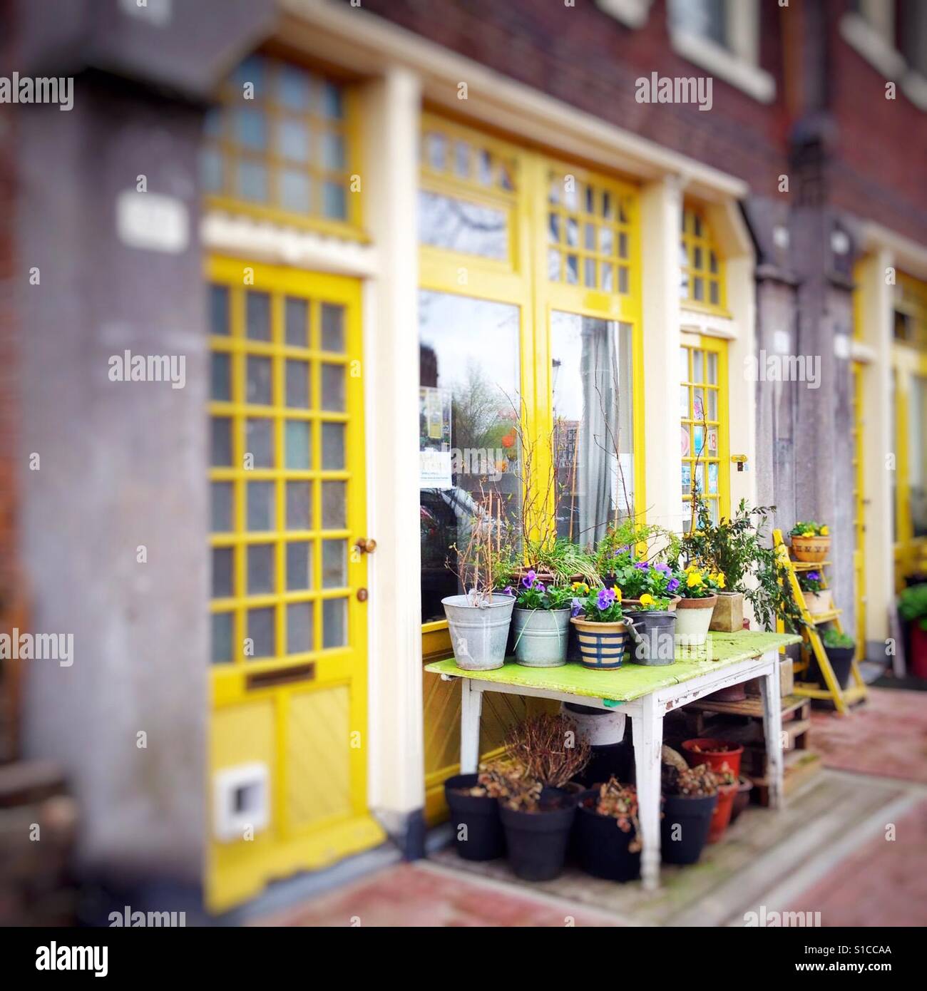 Mini giardino di fronte a una casa in Amsterdam, Paesi Bassi - Immagine stock catturata con smartphone