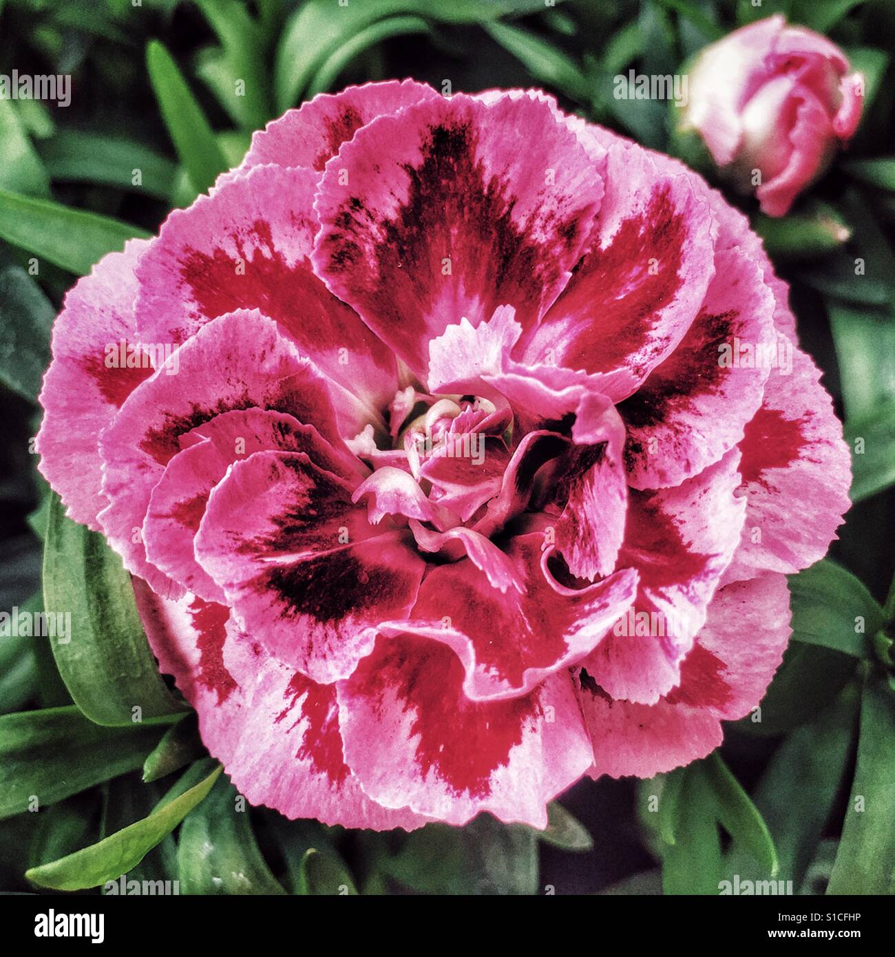 Dianthus fiorisce, close up Foto Stock