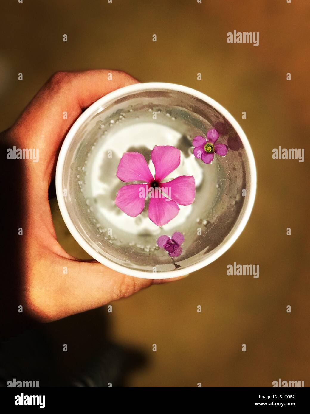 Fiore in una tazza di acqua Foto Stock