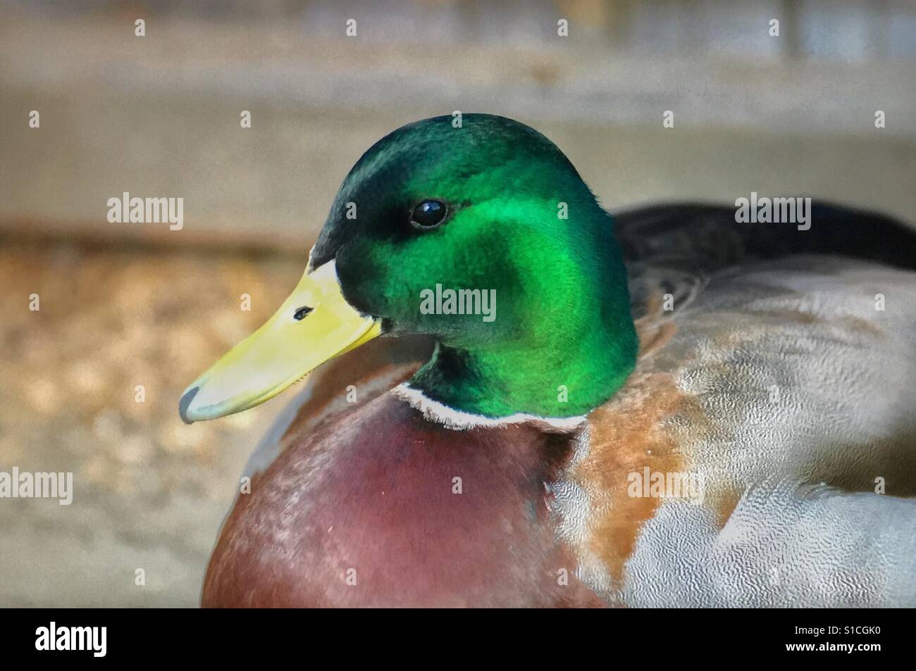 Anatra del germano reale Foto Stock
