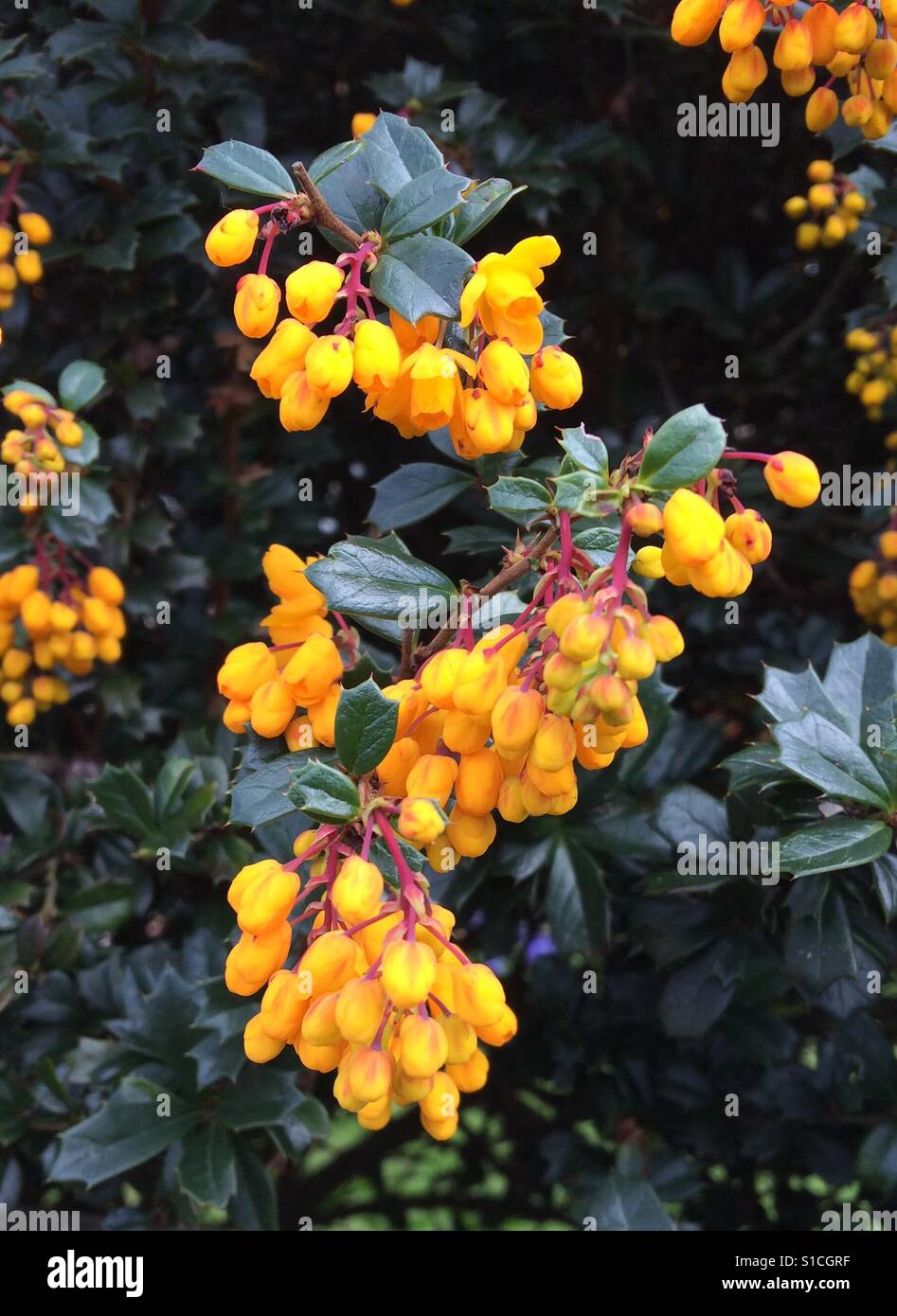 Mahonia aquifolium AKA Uva di Oregon Foto Stock