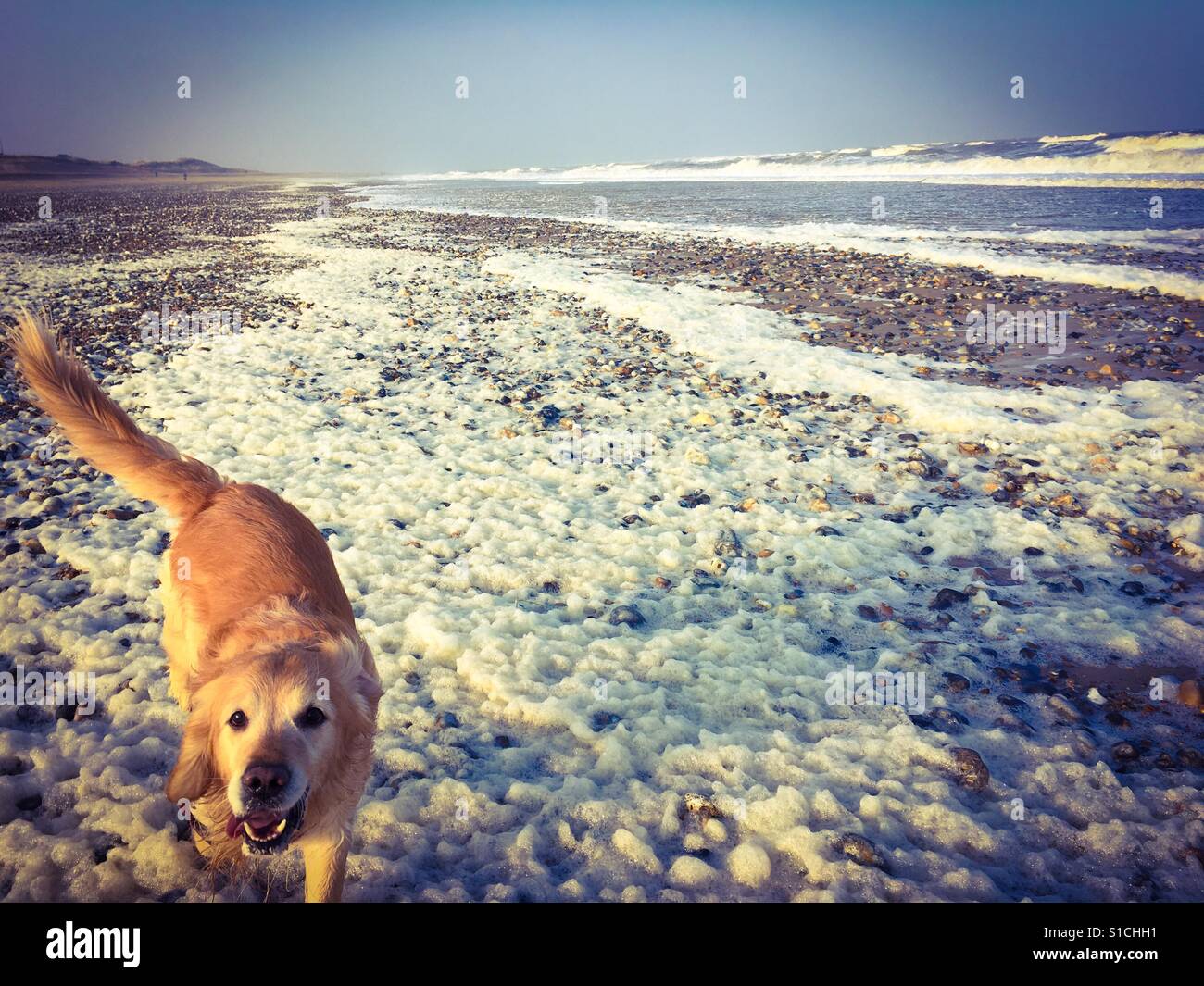 Un felice Golden Retriever giocando sulla spiaggia Winterton in Norfolk, Regno Unito - Immagine stock catturata con smartphone