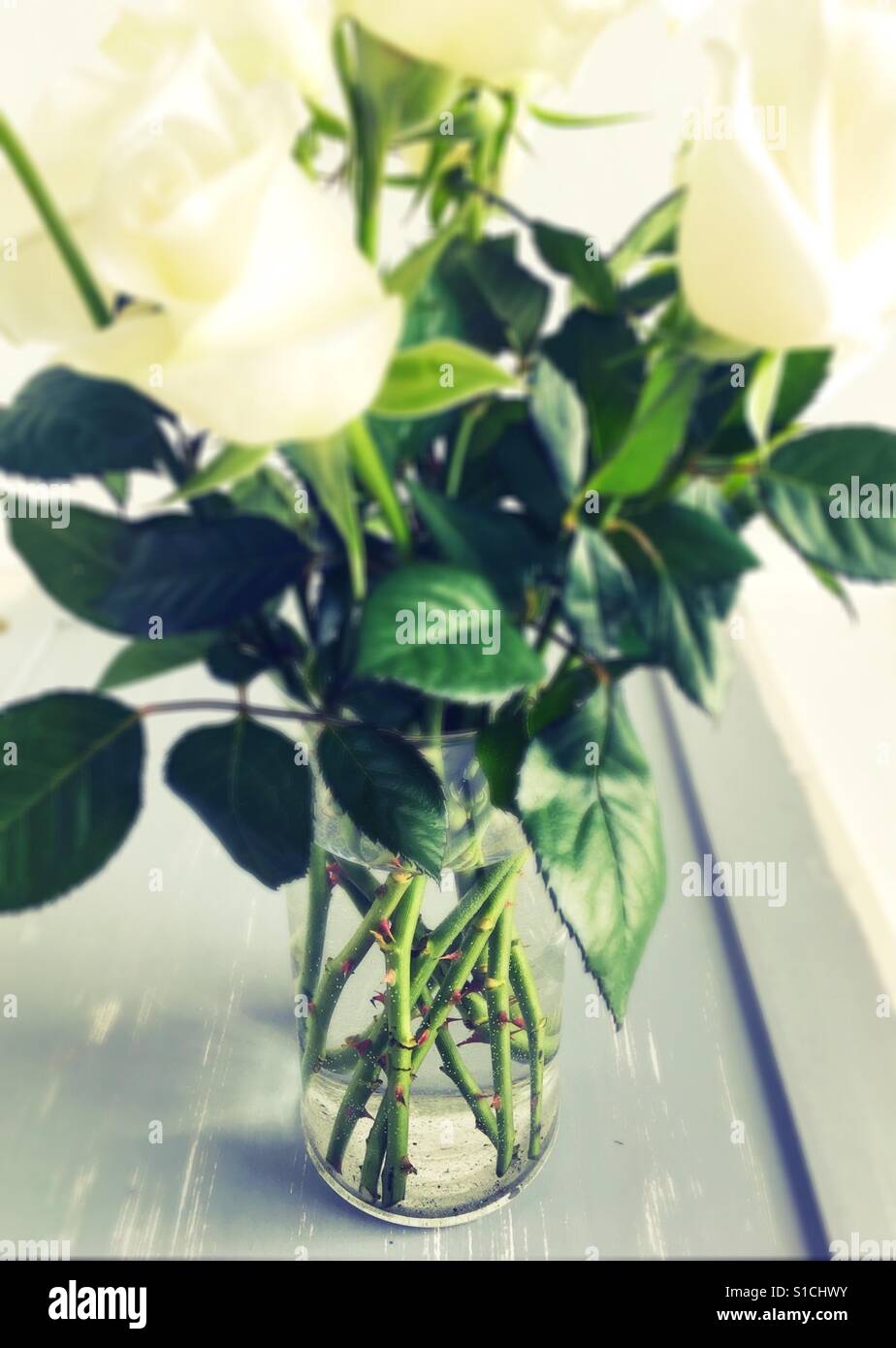 Rose bianche in un vaso, con particolare enfasi sulla spinosa steli. Foto Stock