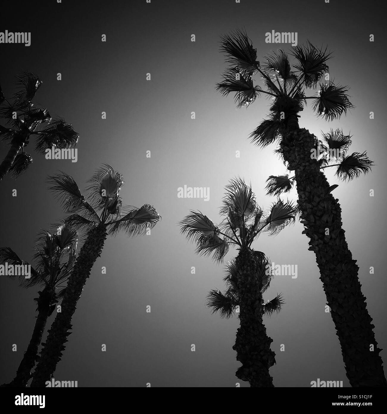 Palme retroilluminati da sun. Square crop. In bianco e nero. Foto Stock