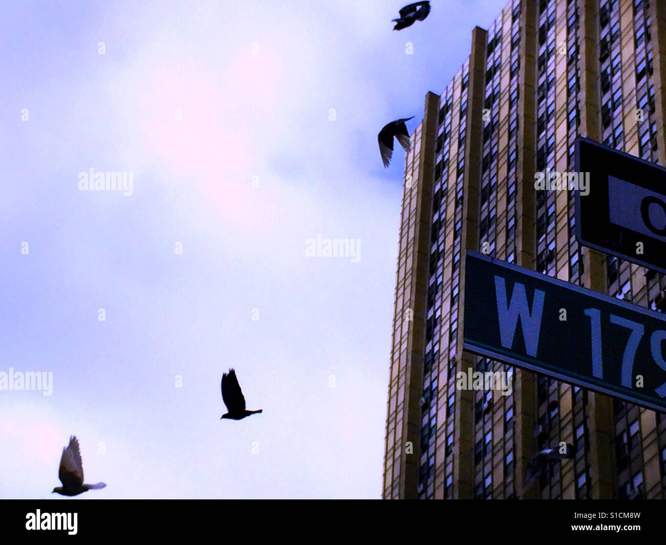 Pigeon gregge a cavallo dell'edificio. le correnti di aria - capriole, capovolto Foto Stock