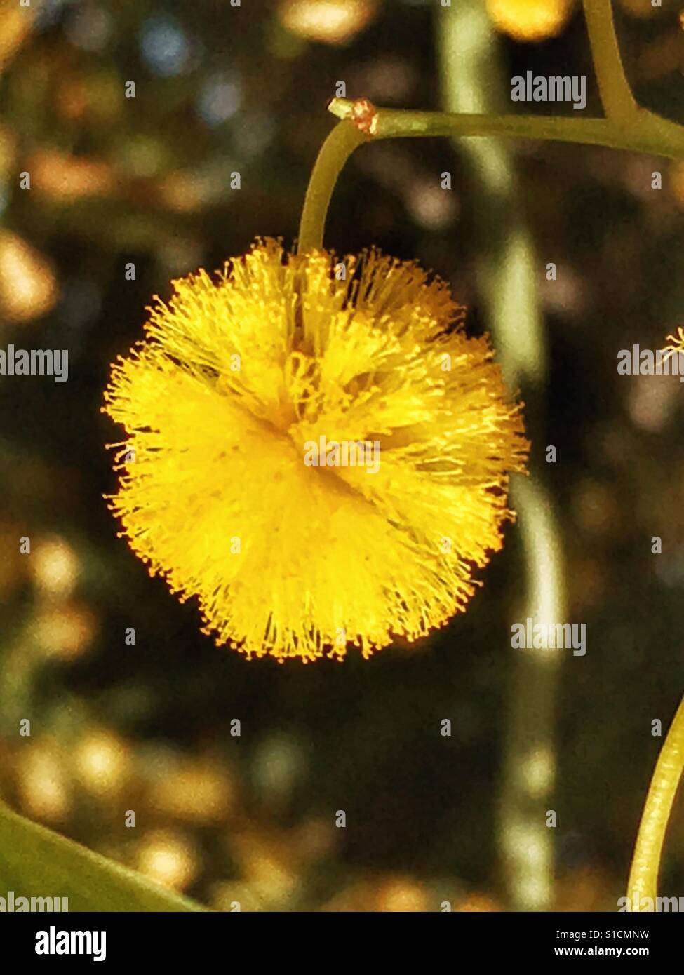 In prossimità di un albero di mimosa fioritura della primavera. - Immagine stock catturata con smartphone
