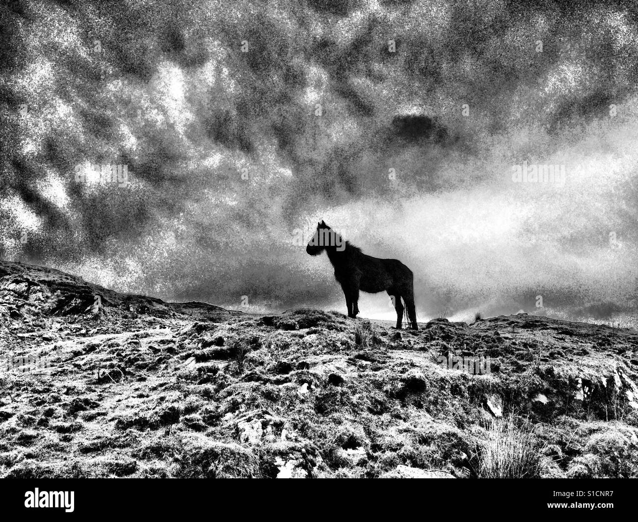 Cavallo nero in aspro paesaggio con nuvole di tempesta Foto Stock