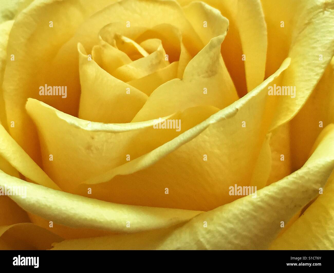 Il giallo dei petali di rosa. Foto Stock