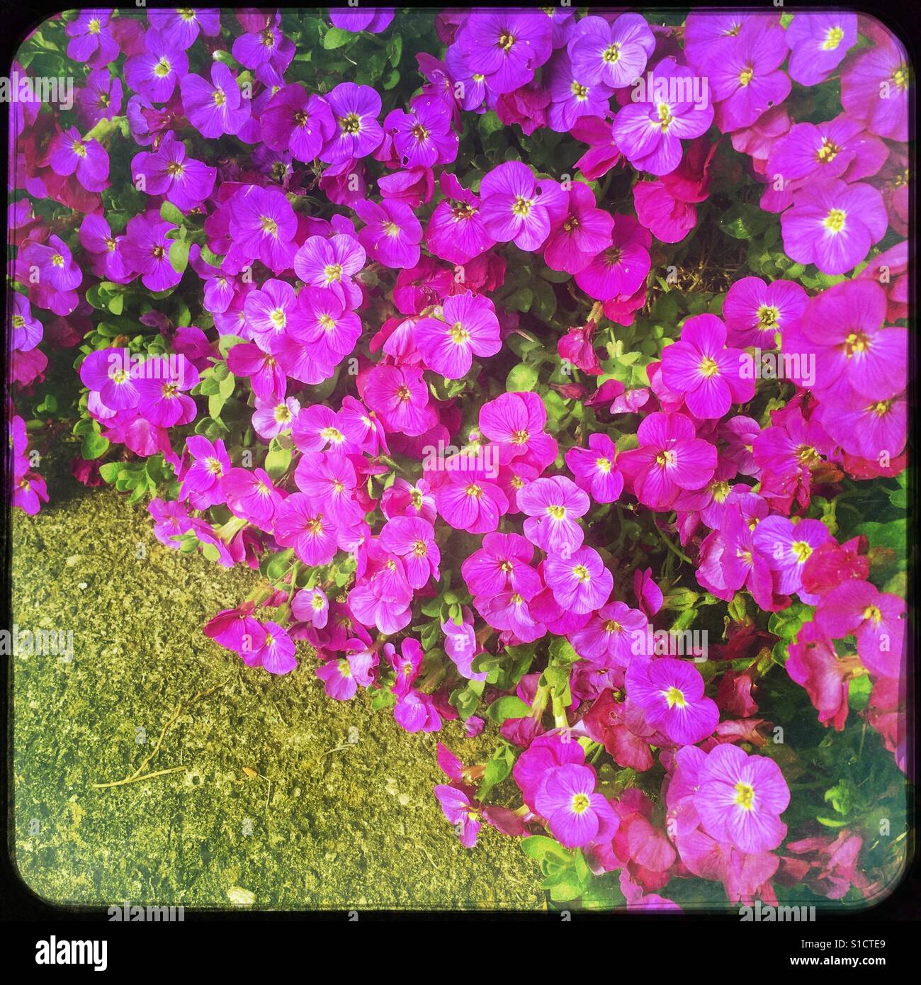 Aubrecia in fiori - Immagine stock catturata con smartphone