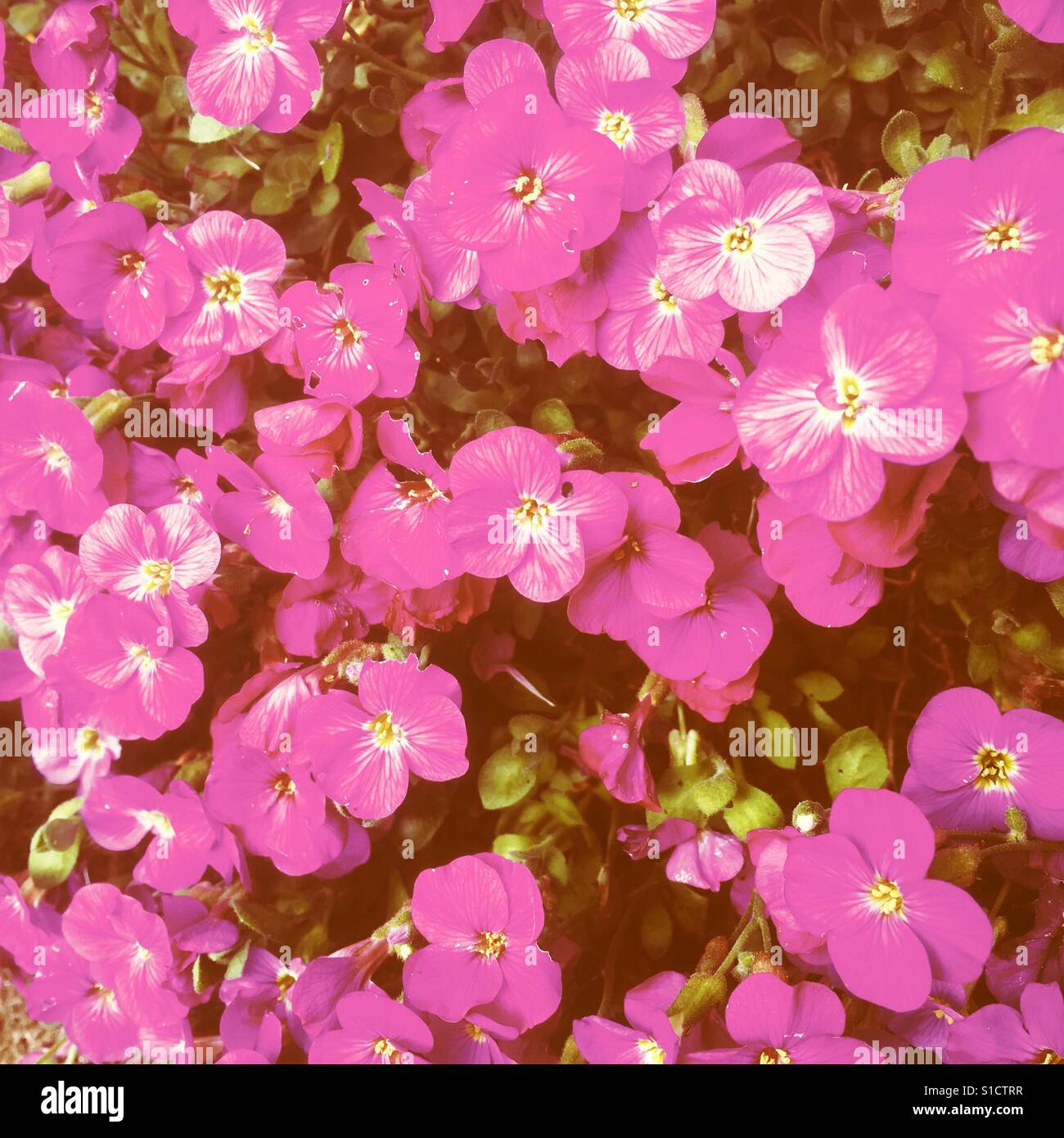 Aubrecia rosa in fiore - Immagine stock catturata con smartphone