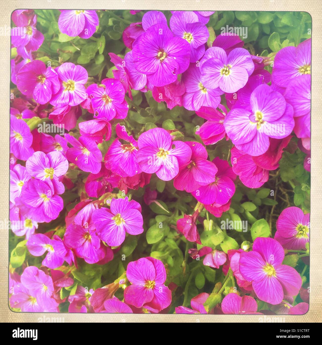Fiori di colore rosa di aubrecia - Immagine stock catturata con smartphone