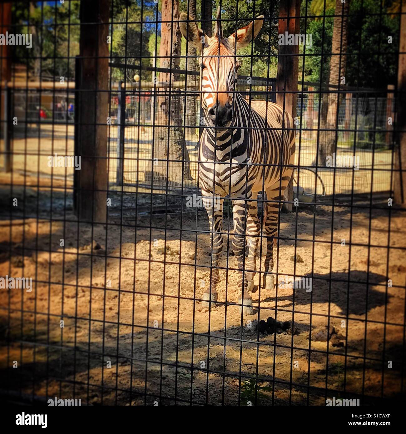 Un triste zebra in una gabbia allo zoo di Jerez de la Frontera, la provincia di Cadiz Cadice, Andalusia, Spagna Foto Stock