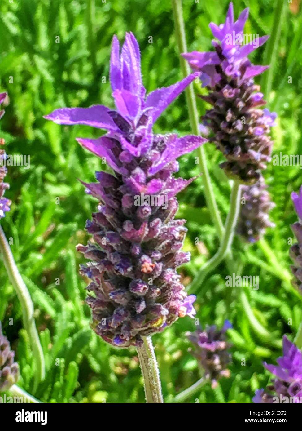 La lavanda, macro di fiori - Immagine stock catturata con smartphone