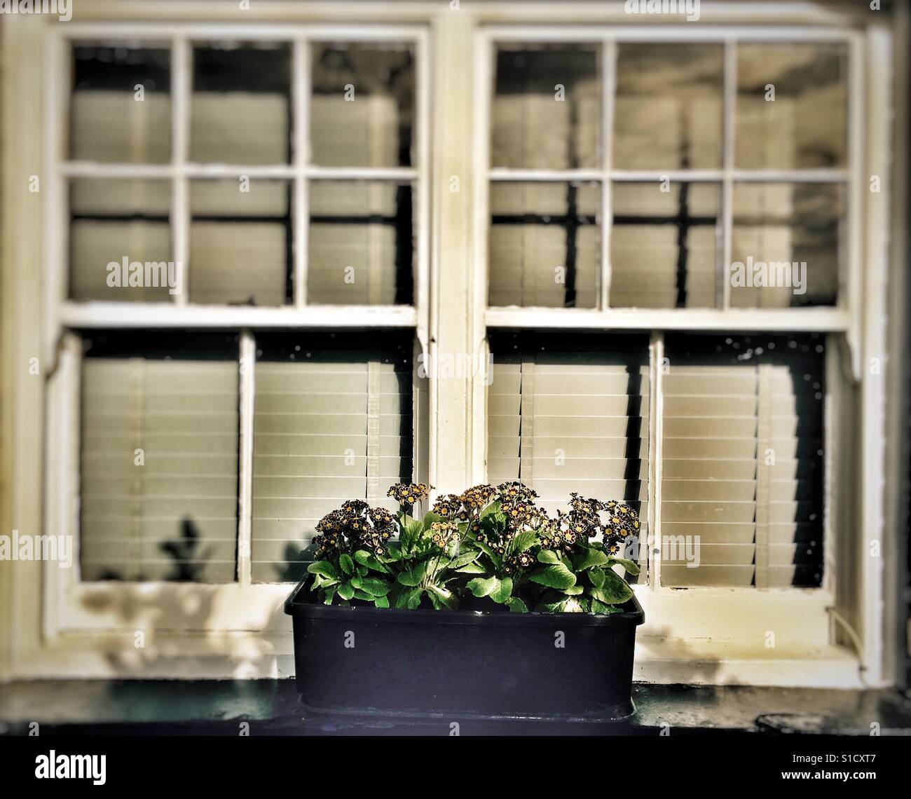 Primula Gold-Lace fiori in Window box, Bawdsey, Suffolk, Regno Unito. - Immagine stock catturata con smartphone