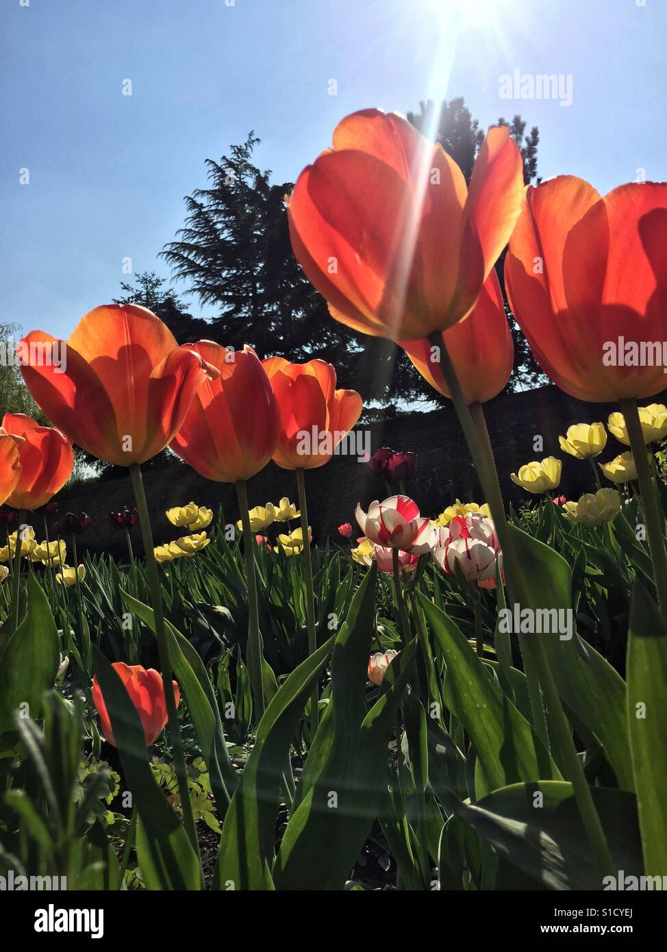 Tulipani a molla nella luce del sole Foto Stock