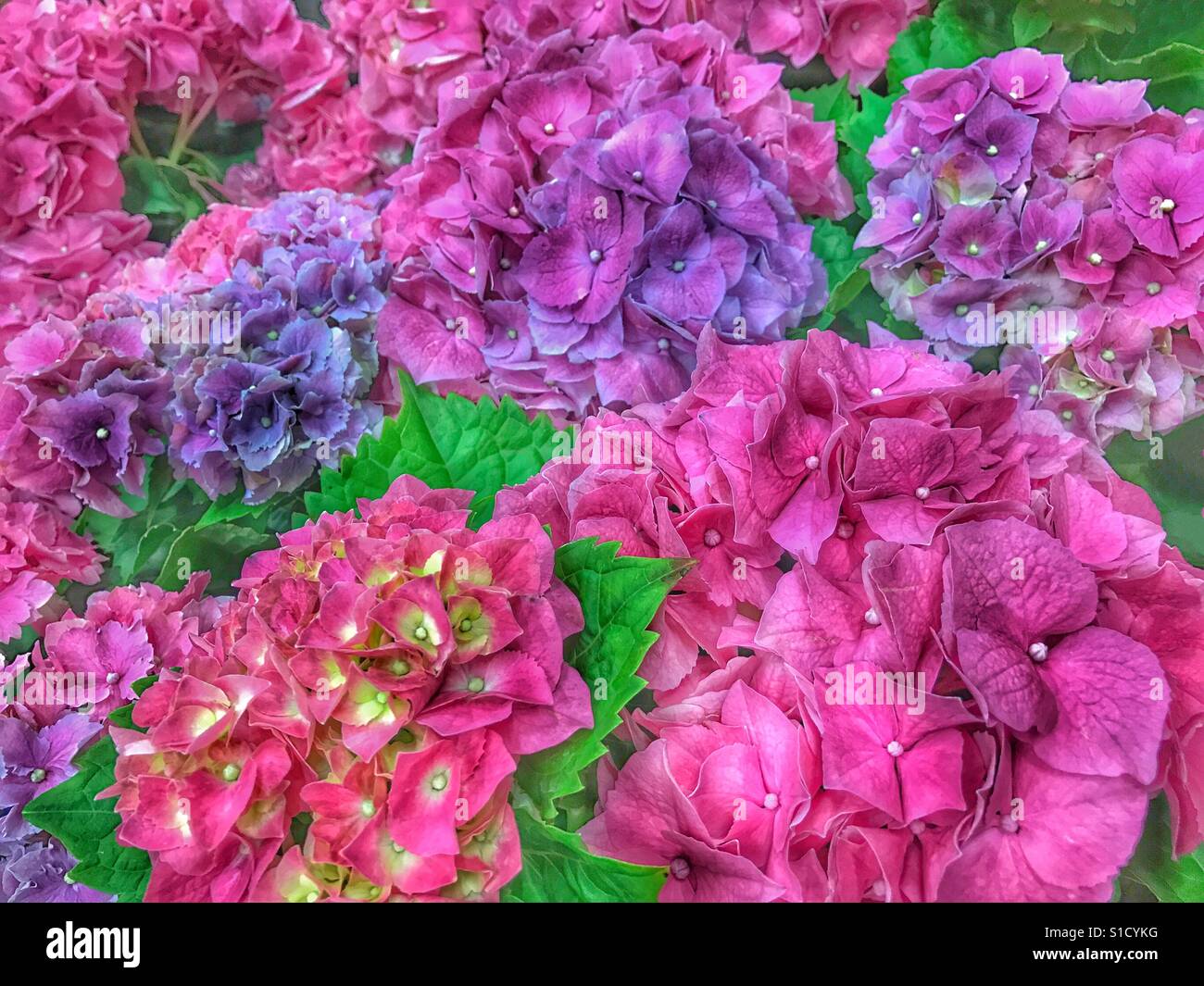 Rosa chiaro e viola e fioriture di ortensie, Hydrangea macrophylla - Immagine stock catturata con smartphone