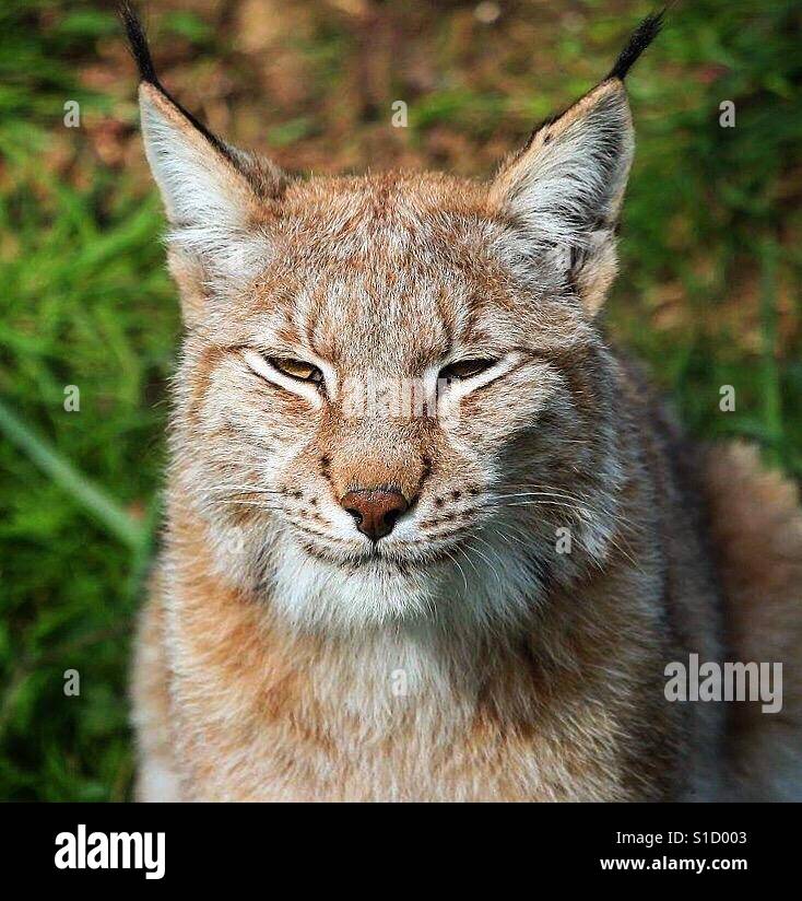 Prendere il sole lince europea - Immagine stock catturata con smartphone