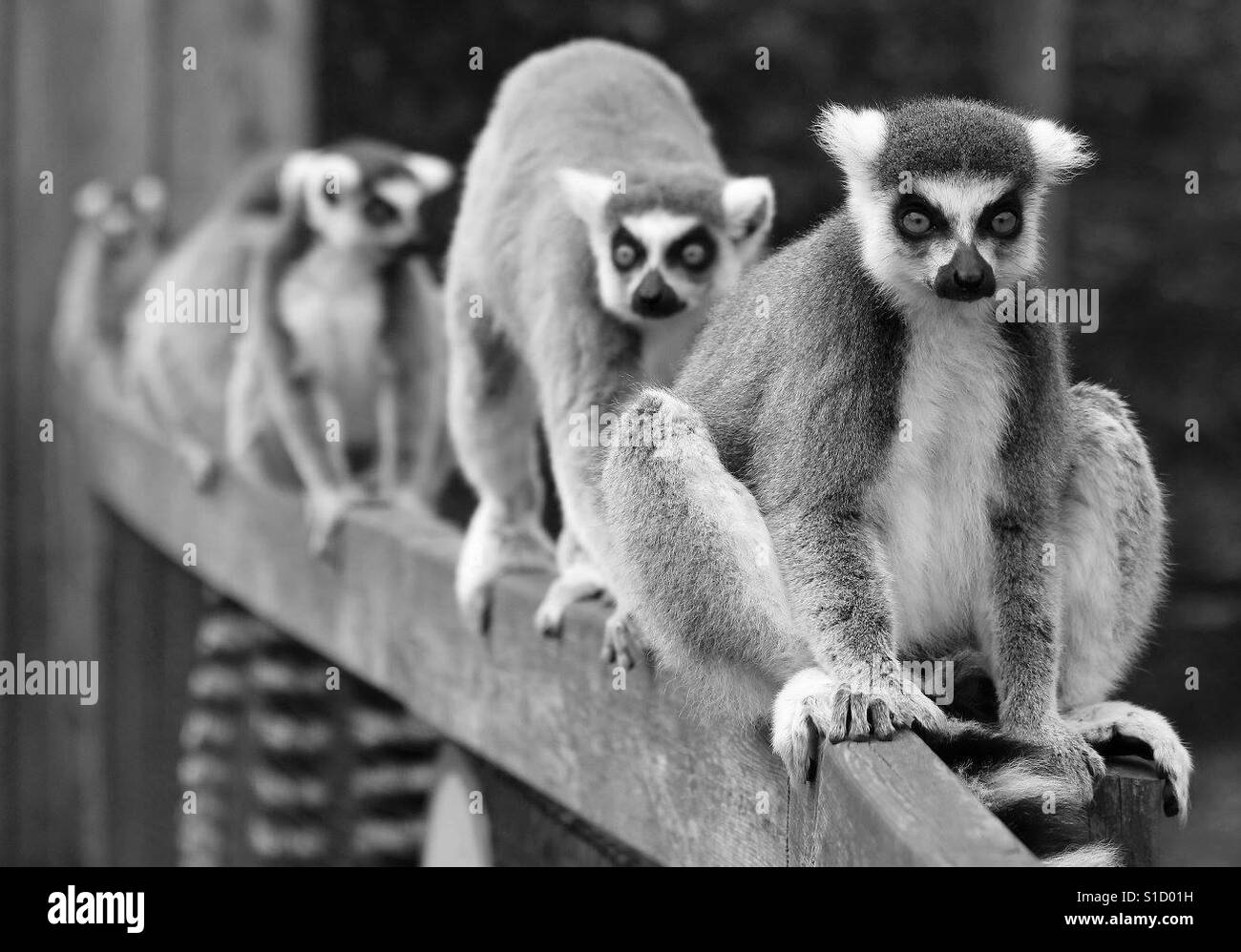 Linea di lemuri - Immagine stock catturata con smartphone