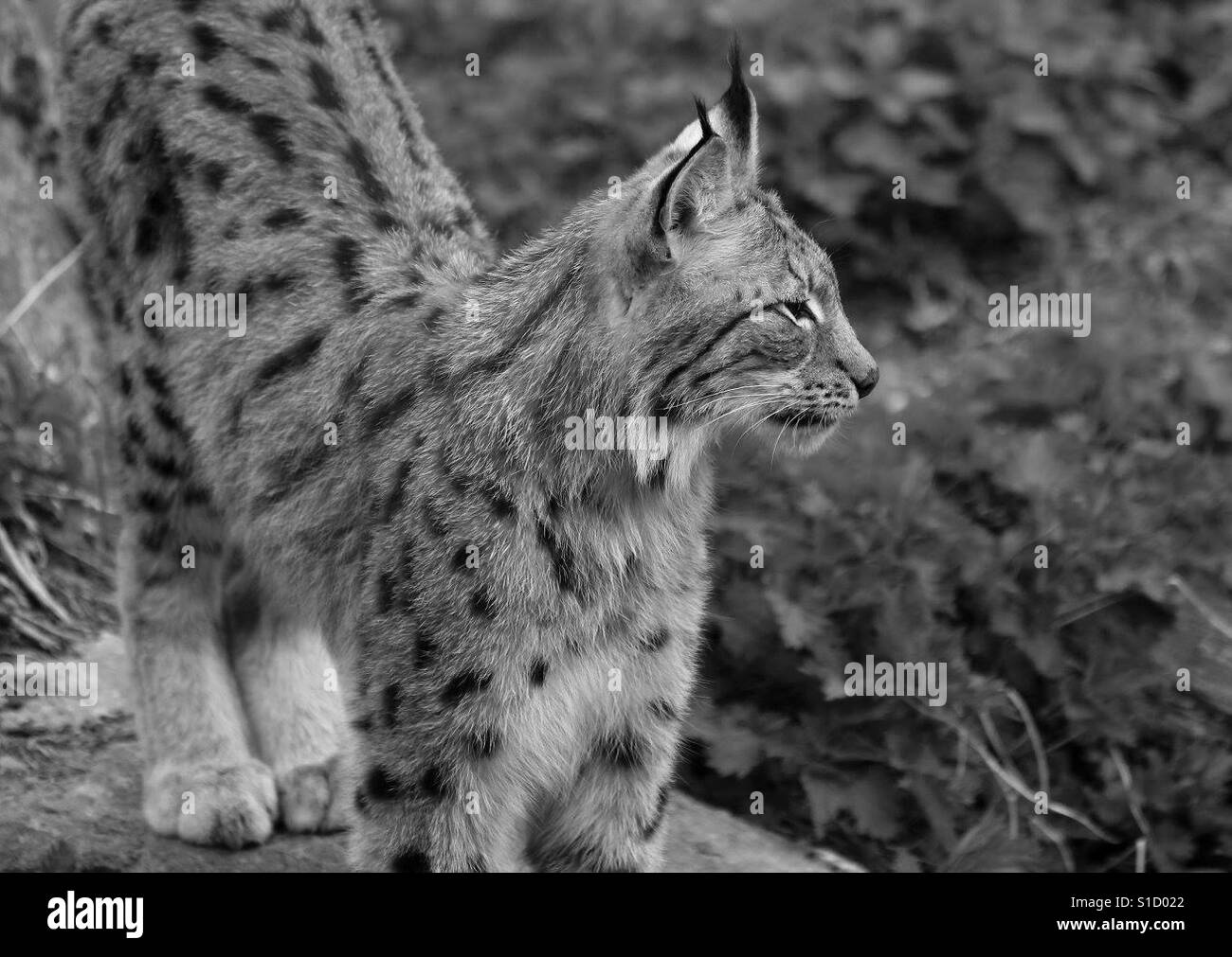 Lince europea - Immagine stock catturata con smartphone