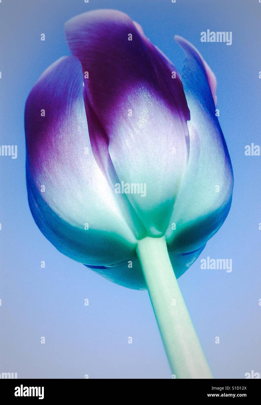 Viola tulip flower basso angolo vista sul cielo blu sullo sfondo - Immagine stock catturata con smartphone