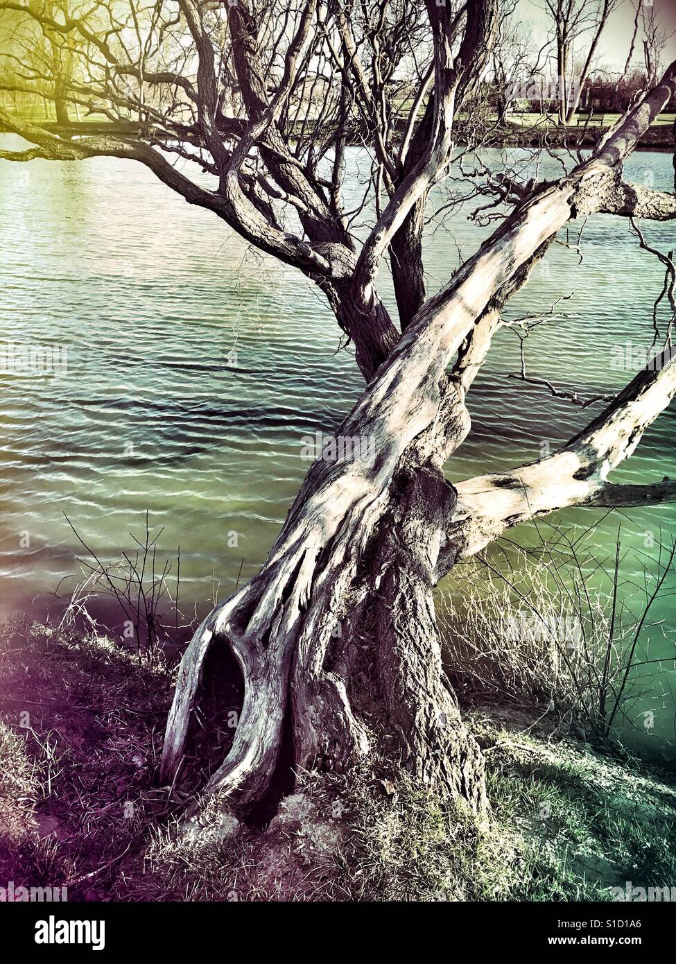 Vecchio albero dal lago Foto Stock