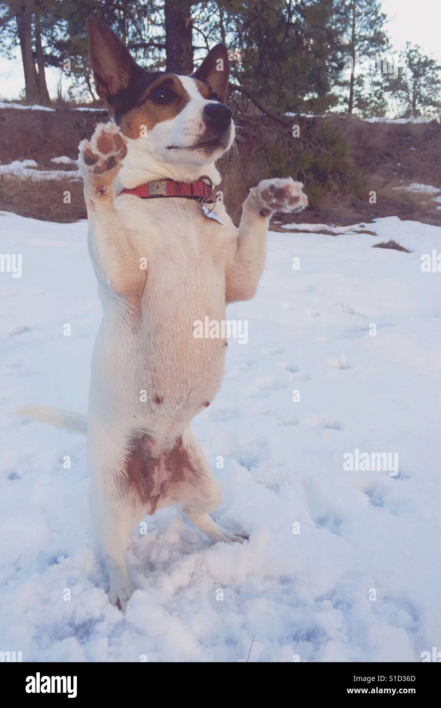 Jack Russell Terrier cane in piedi sulle sue zampe posteriori. - Immagine stock catturata con smartphone