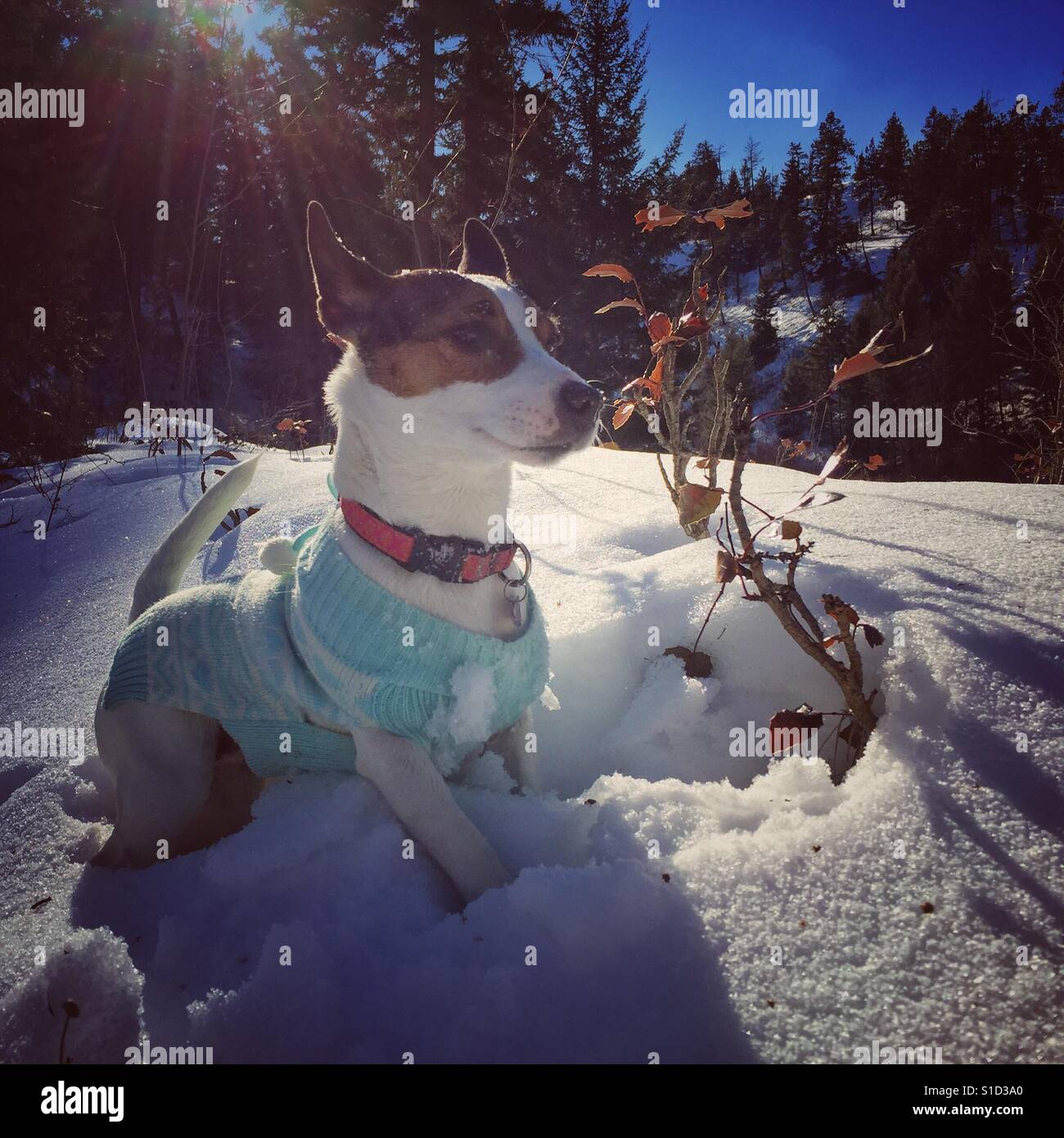 Cane che indossa un maglione in piedi nella neve alta su un soleggiato freddo giorno d'inverno. Foto Stock