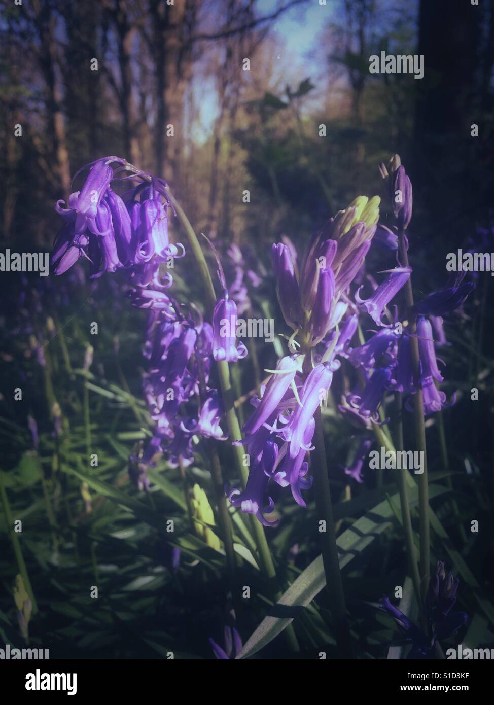 Bluebells nel bosco. - Immagine stock catturata con smartphone