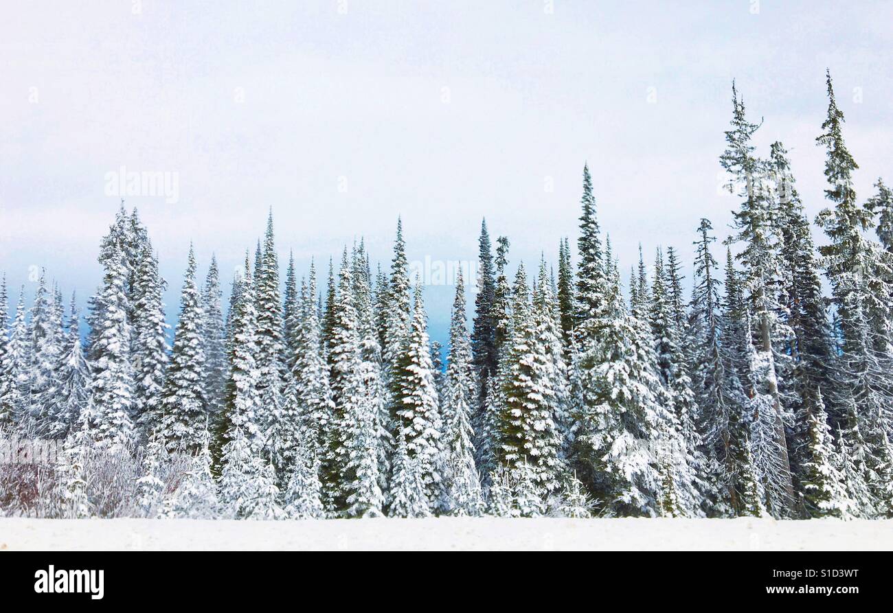 Coperta di neve alta alpine foresta sempreverde. Foto Stock