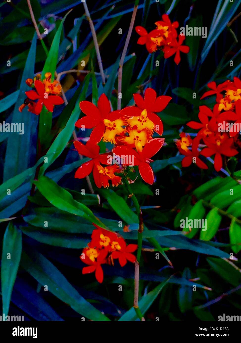Dolce, piccola ma molti, Fire Arancione-rosso Reed orchidee con luminosi centri giallo e blu verde fogliame Foto Stock