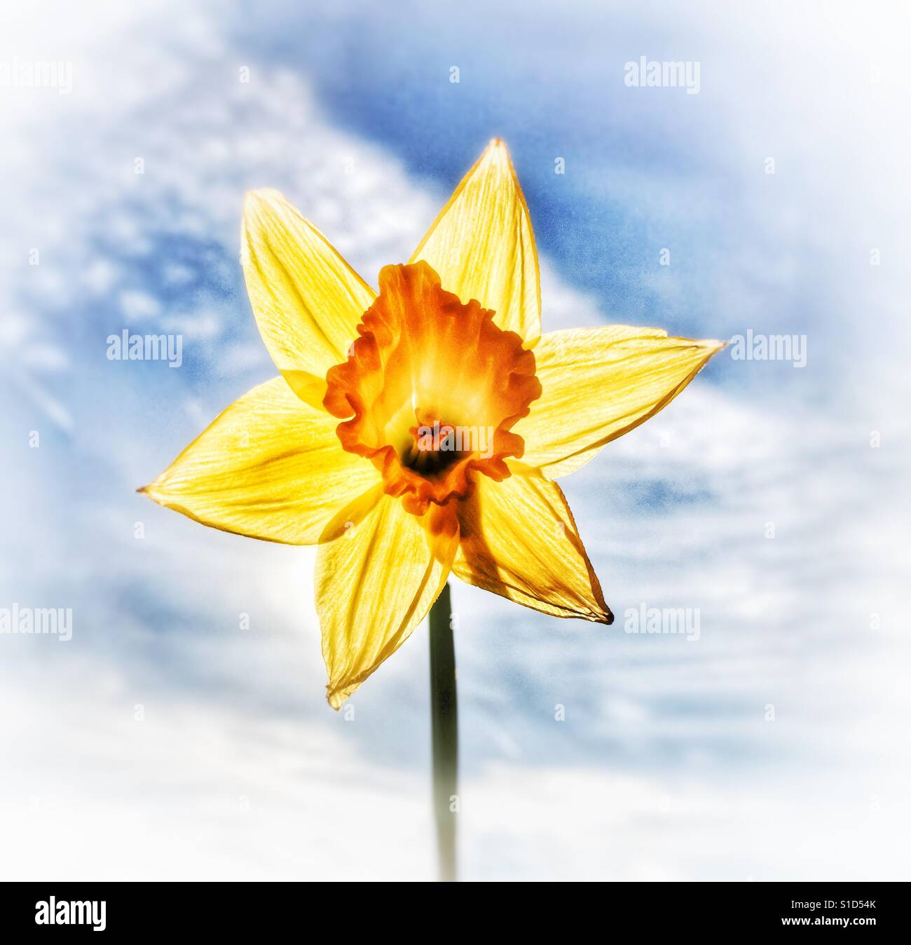 Daffodil contro un nuvoloso cielo blu Foto Stock