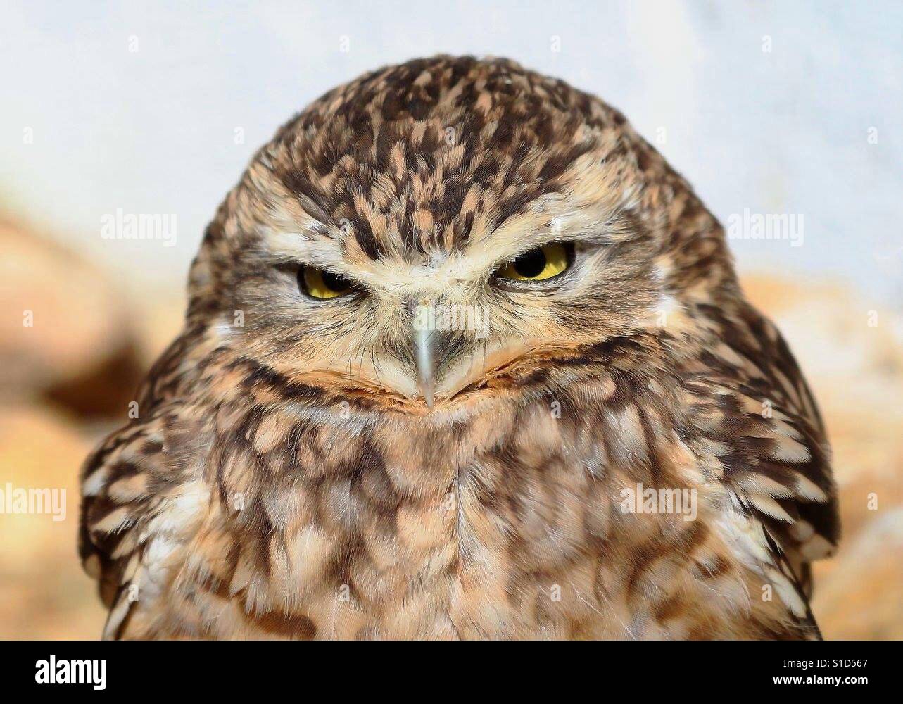 Angry Bird - Immagine stock catturata con smartphone