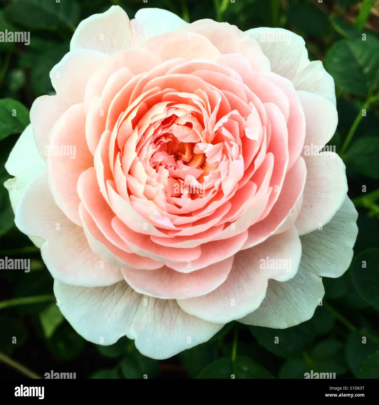 Chiuso la vista di una rosa rosa fiore Foto Stock