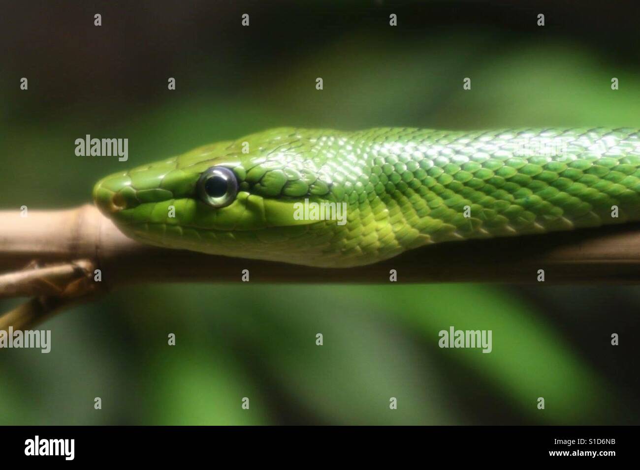 Green Snake Slithering - Immagine stock catturata con smartphone