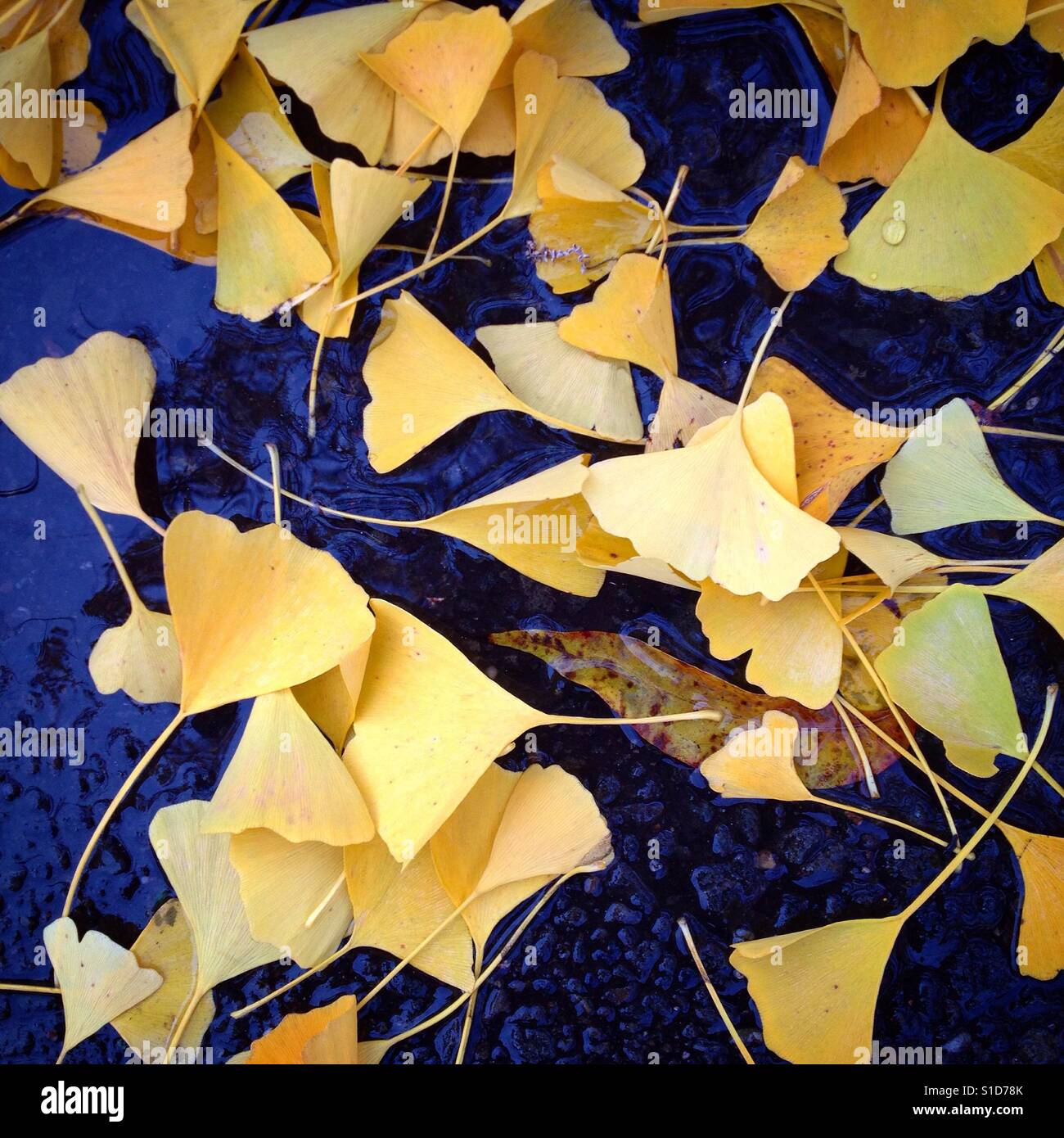 Foglie di ginkgo Foto Stock